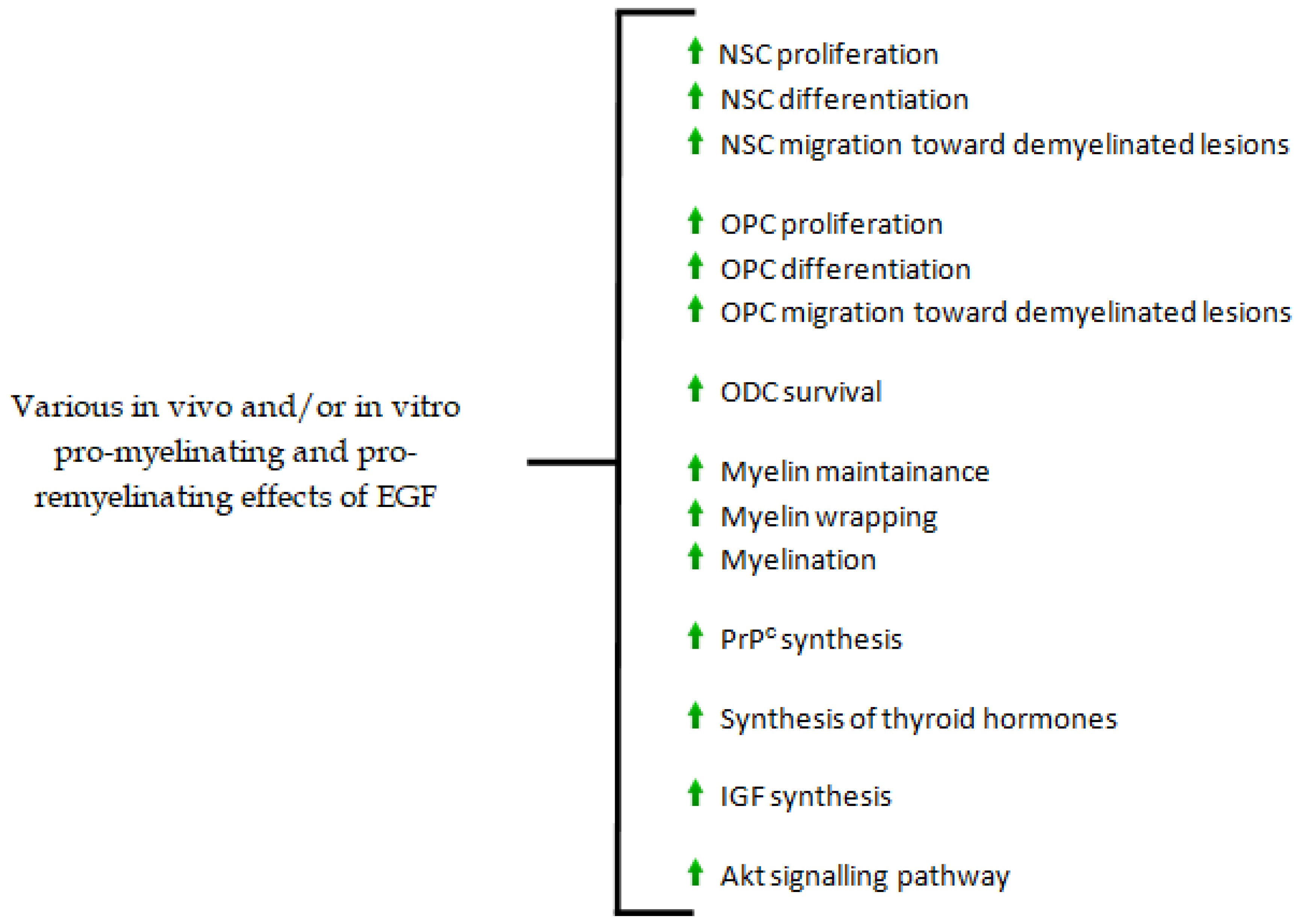 Biomedicines Free Full-Text Newly Identified Deficiencies in the Multiple Sclerosis Central Nervous System and Their Impact on the Remyelination Failure photo