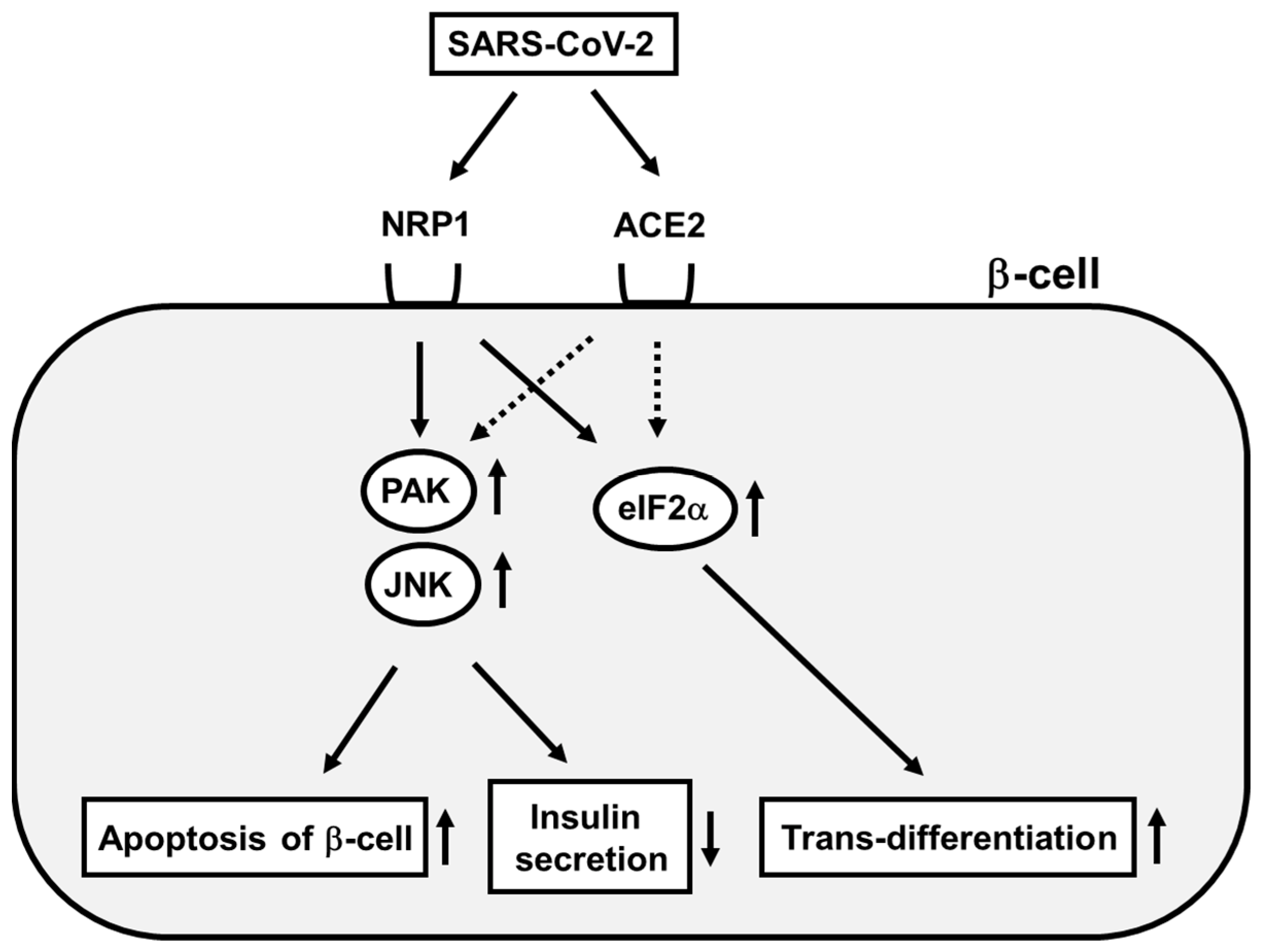 Biomedicines 10 00818 g002 550