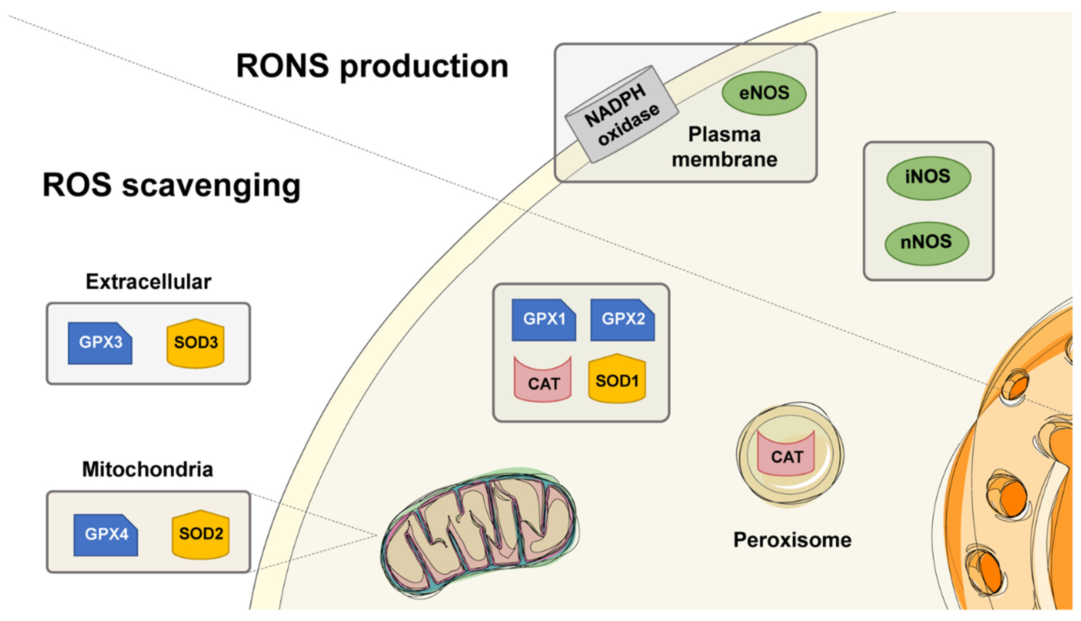 Biomedicines 10 00823 g001 Biomedicines 10 00823 g001