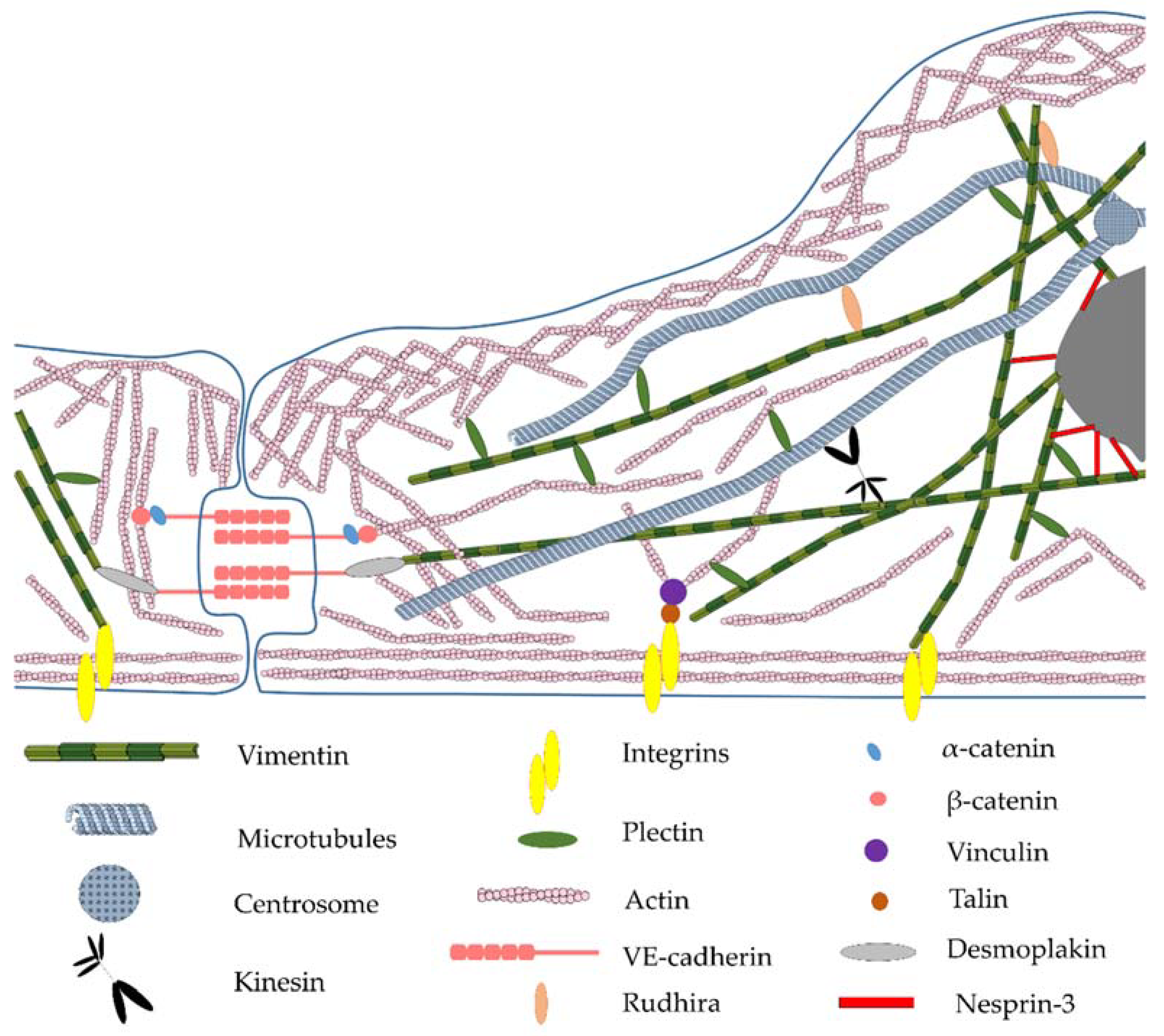 Biomedicines 10 00828 g001