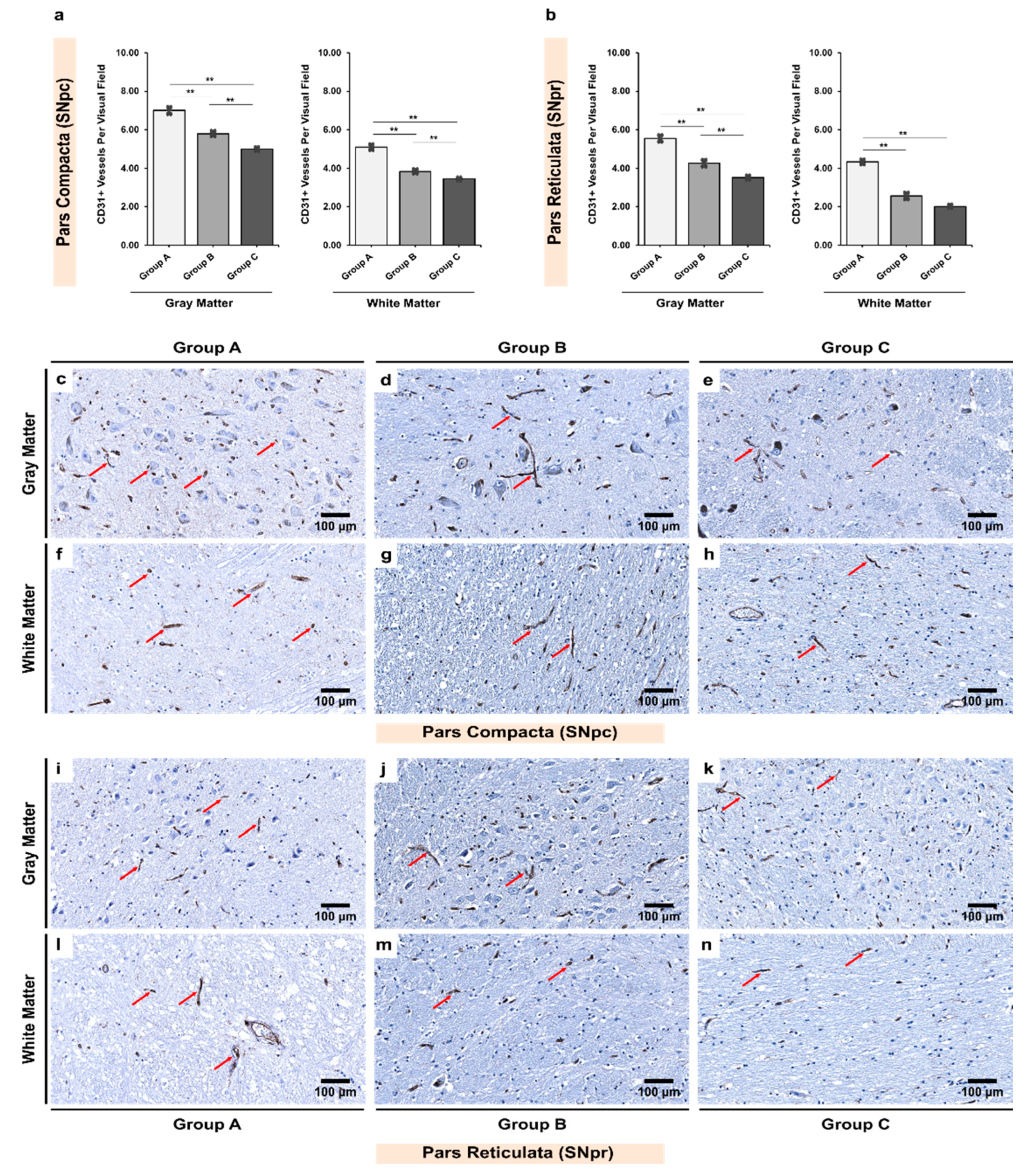 Biomedicines 10 00830 g002