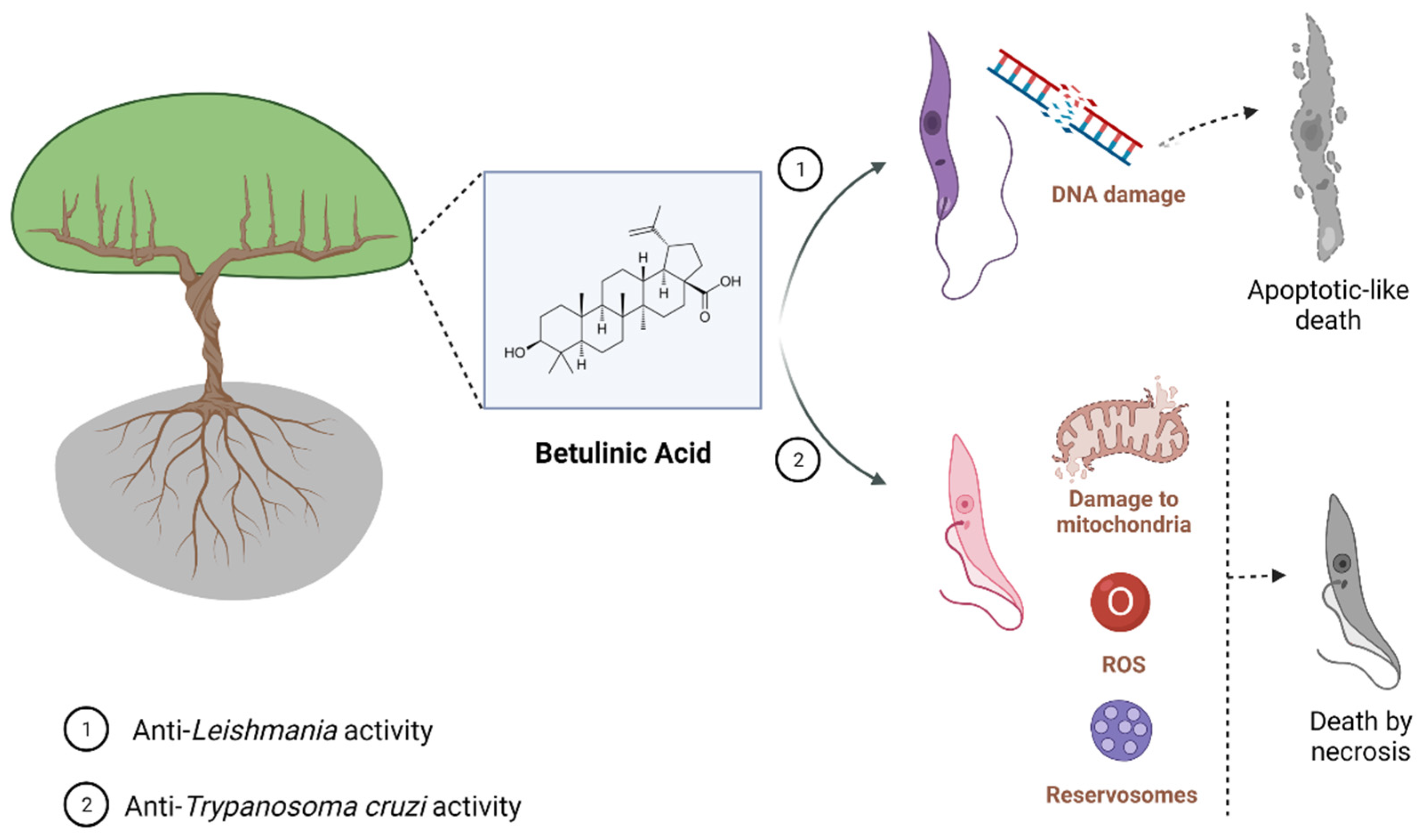 Biomedicines 10 00831 g001 550