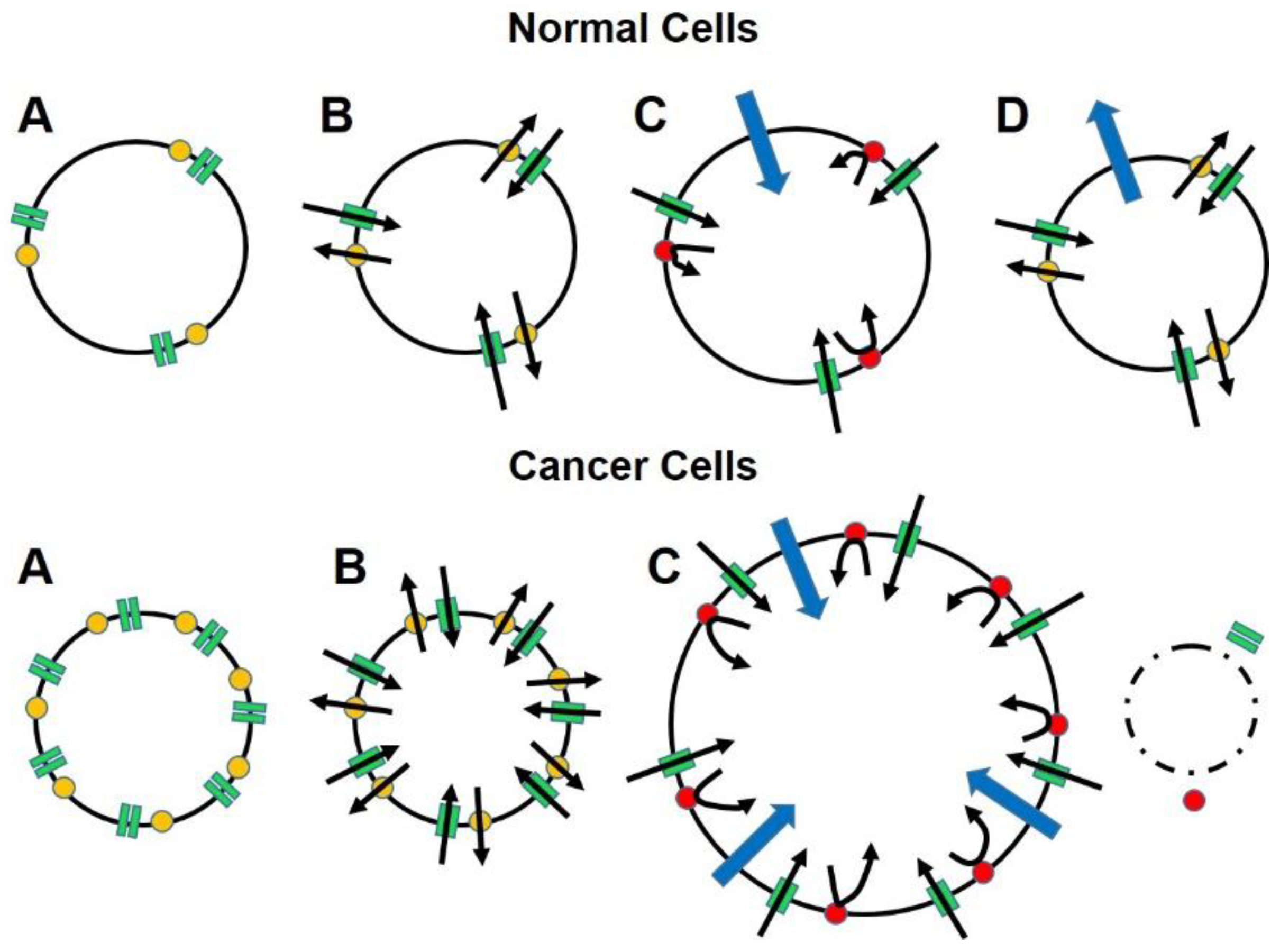 Biomedicines 10 00838 g001 Biomedicines 10 00838 g001