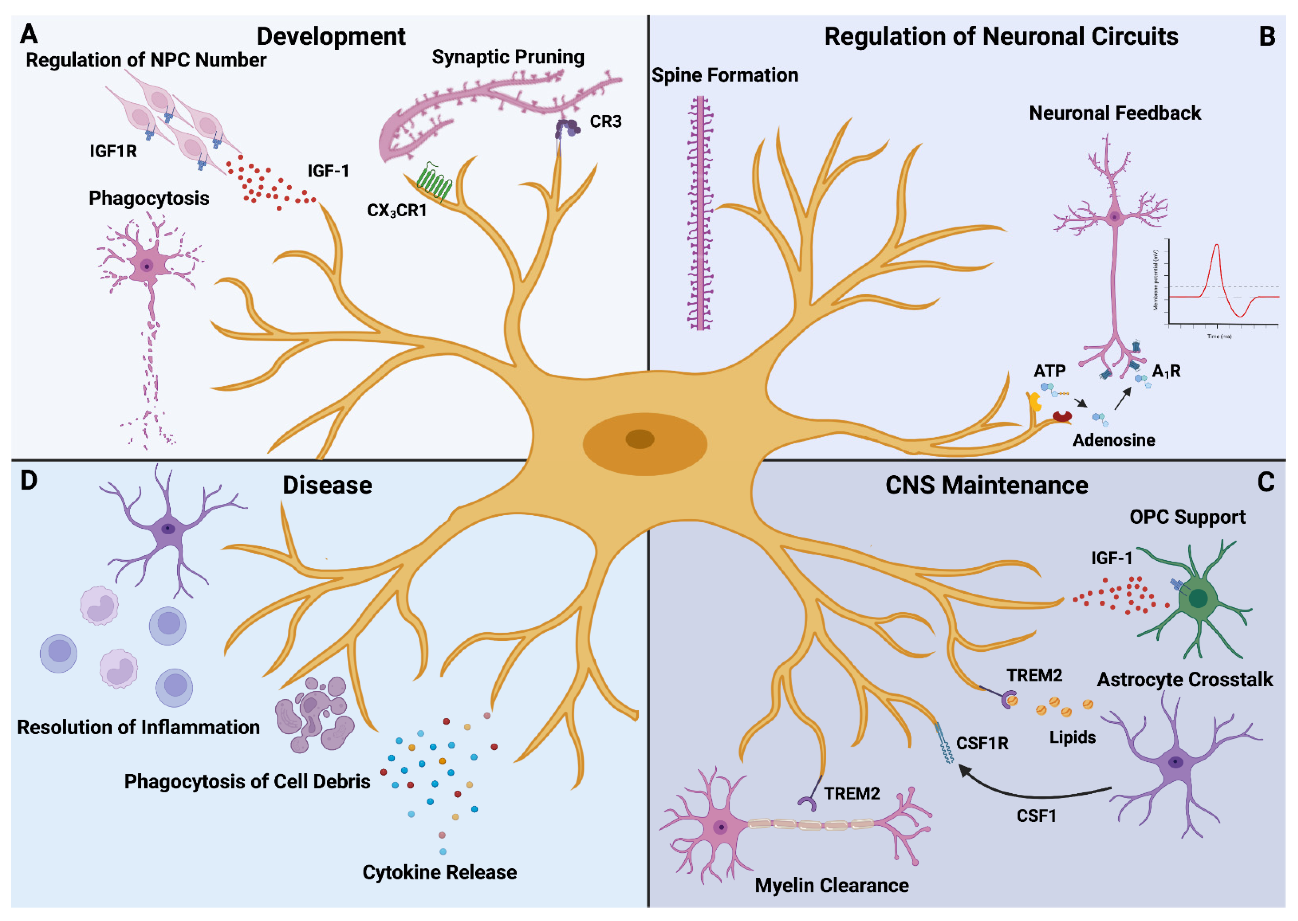 Biomedicines, Free Full-Text