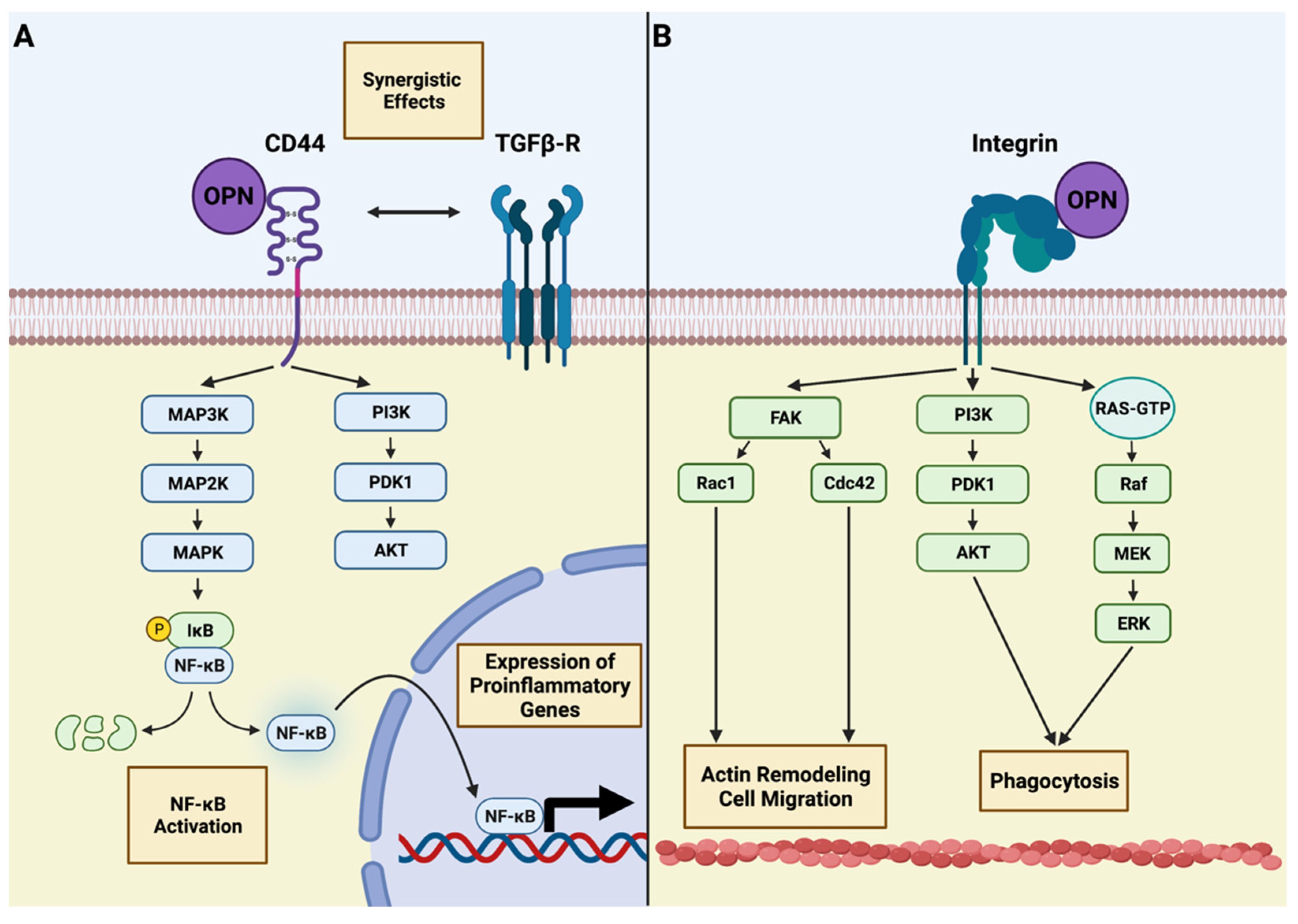 Biomedicines 10 00840 g002 Biomedicines 10 00840 g002
