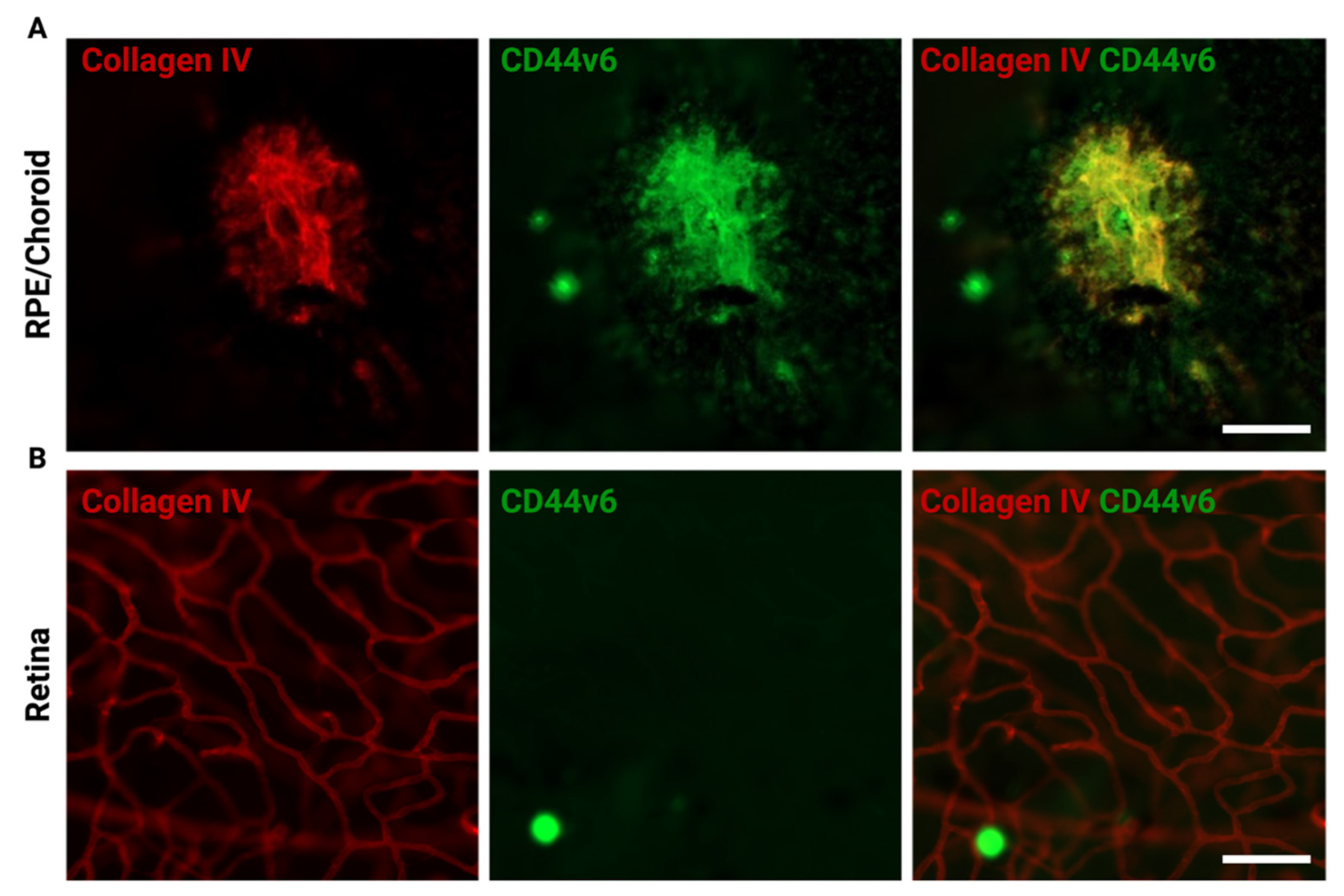 Biomedicines 10 00840 g004 Biomedicines 10 00840 g004