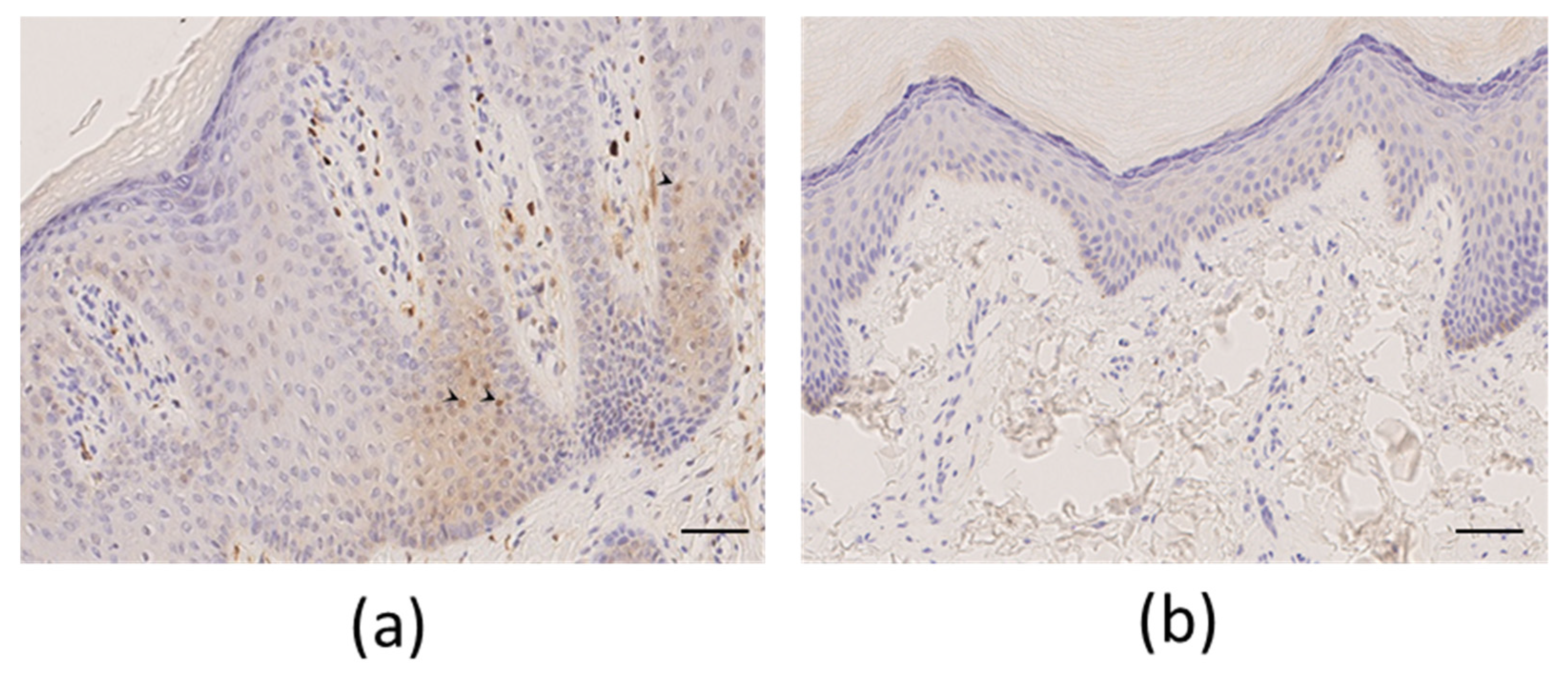 Biomedicines 10 00841 g003 550