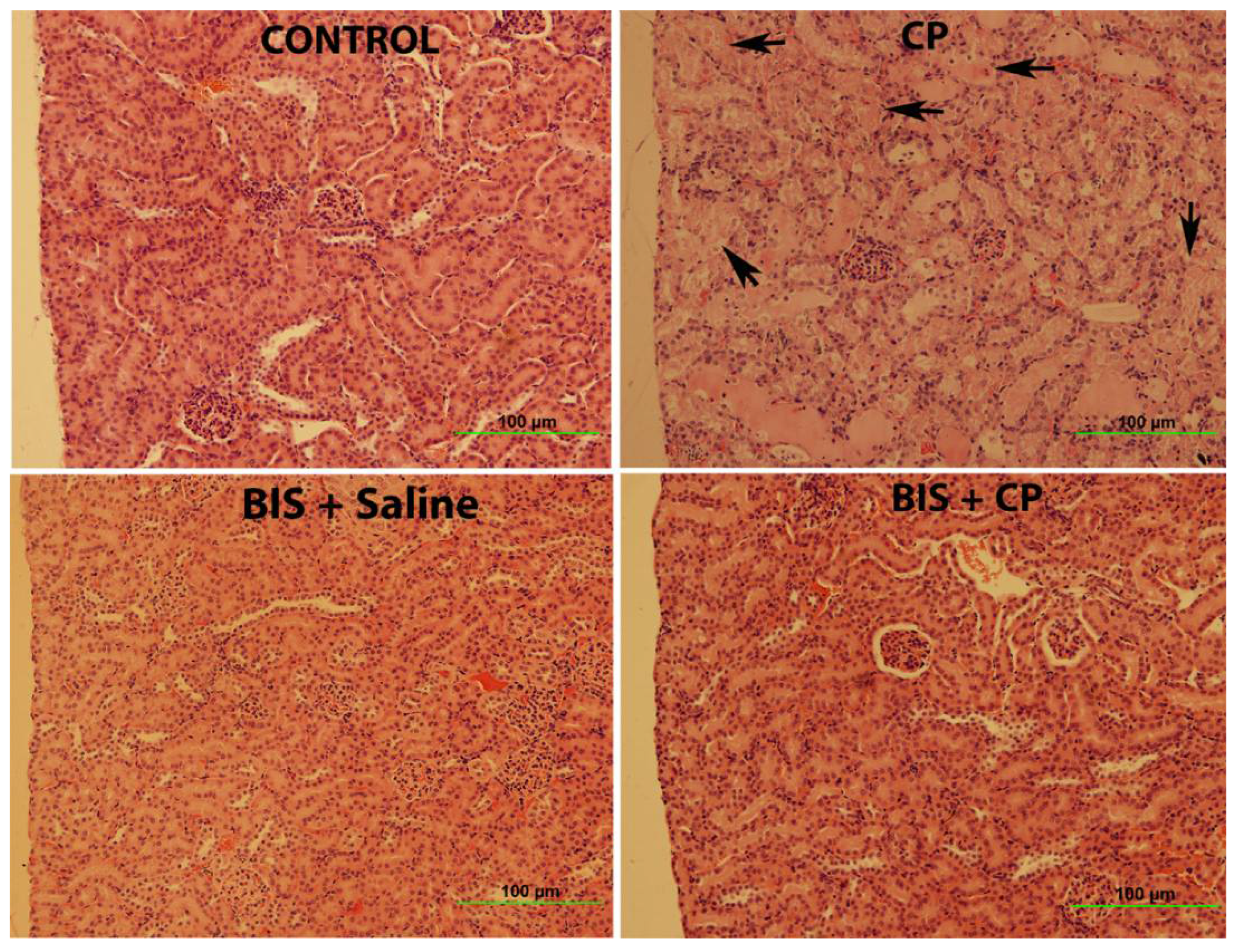 Biomedicines 10 00842 g010 550