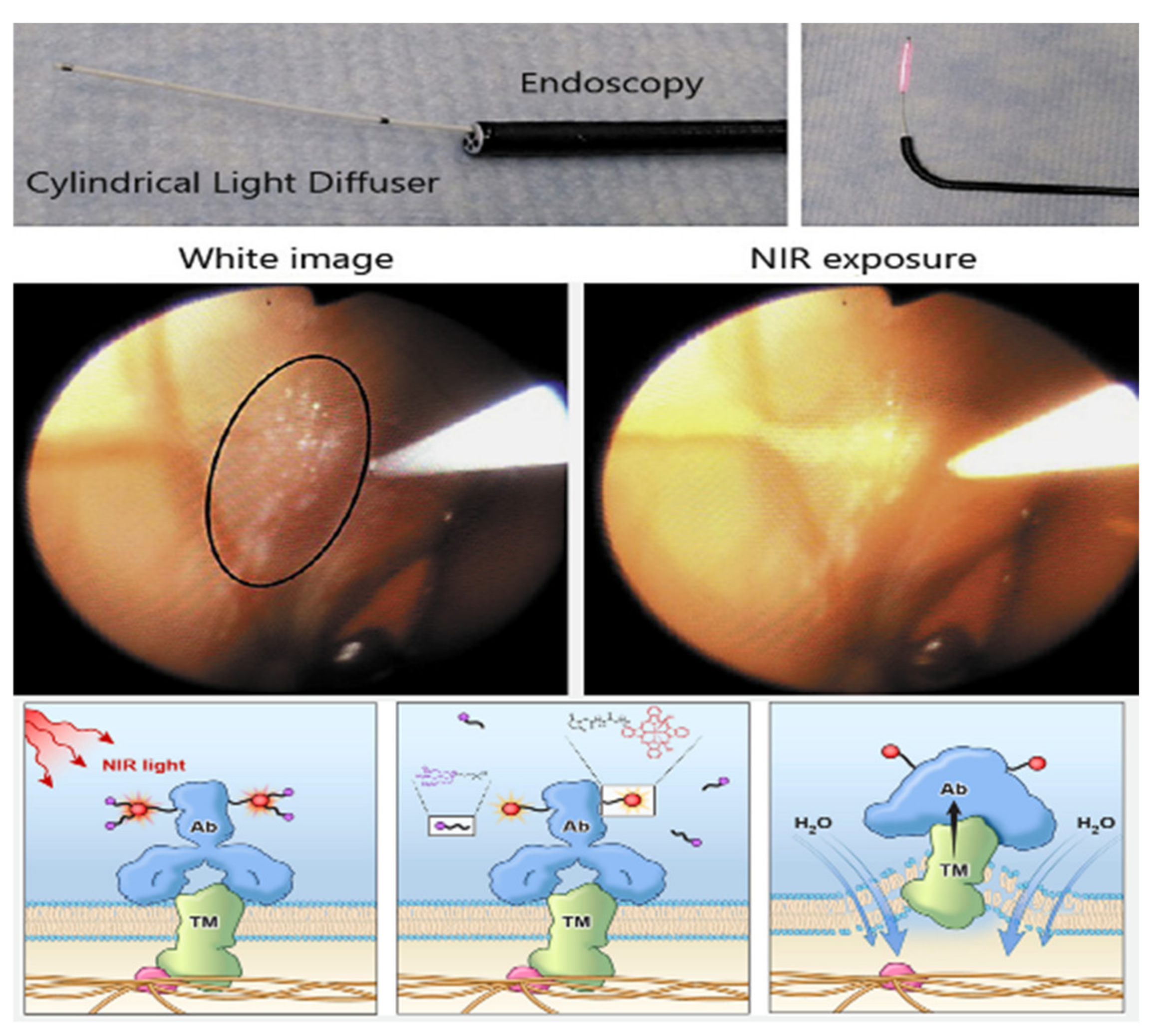 Biomedicines 10 00846 g001