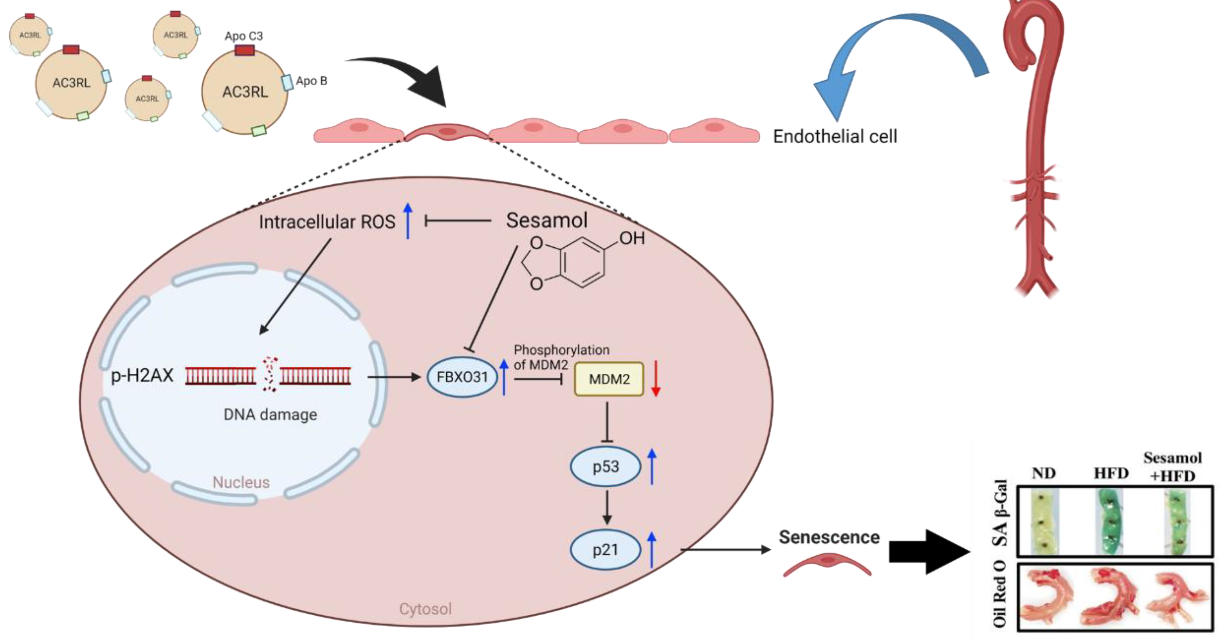 Biomedicines 10 00854 g007