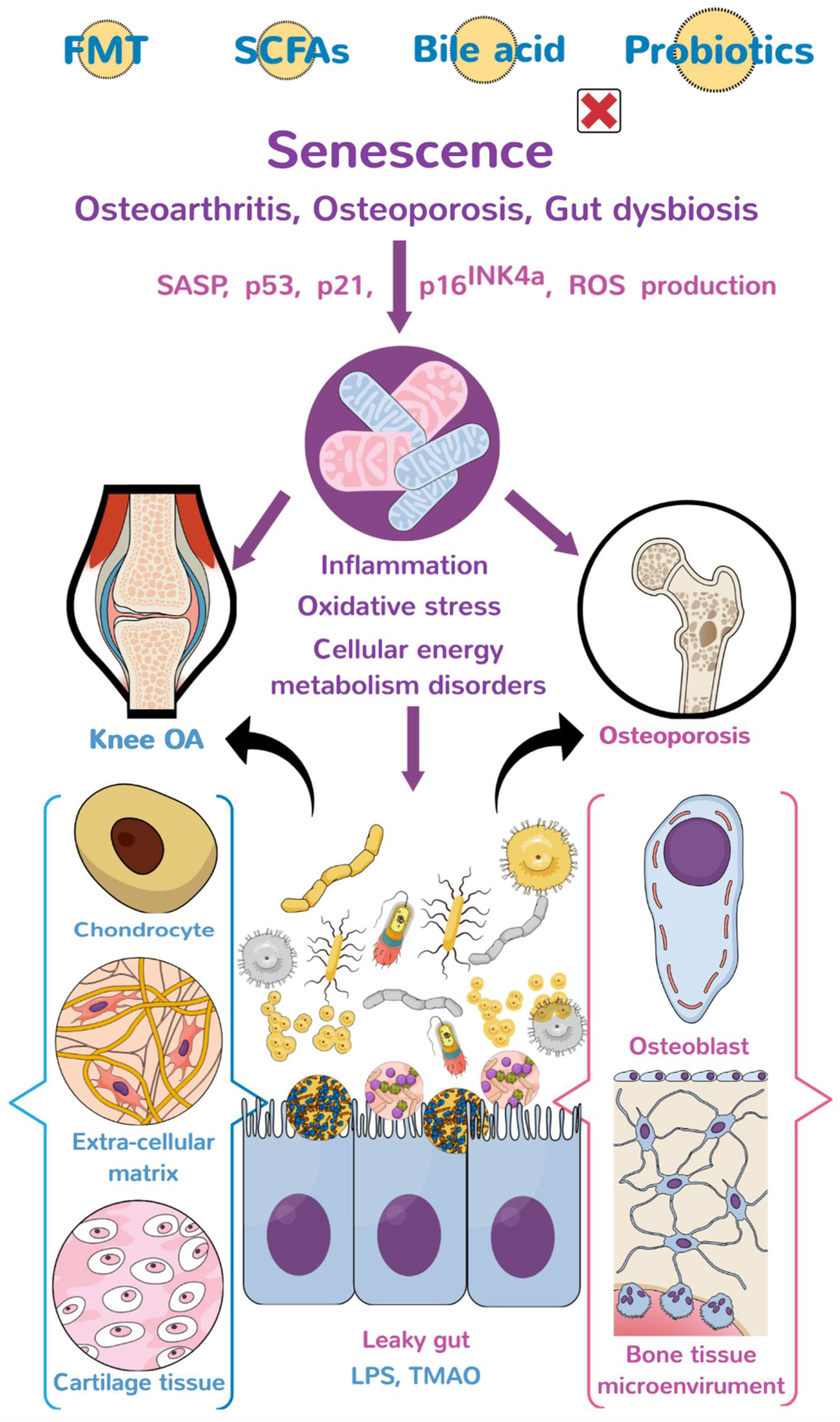 Biomedicines 10 00860 g001