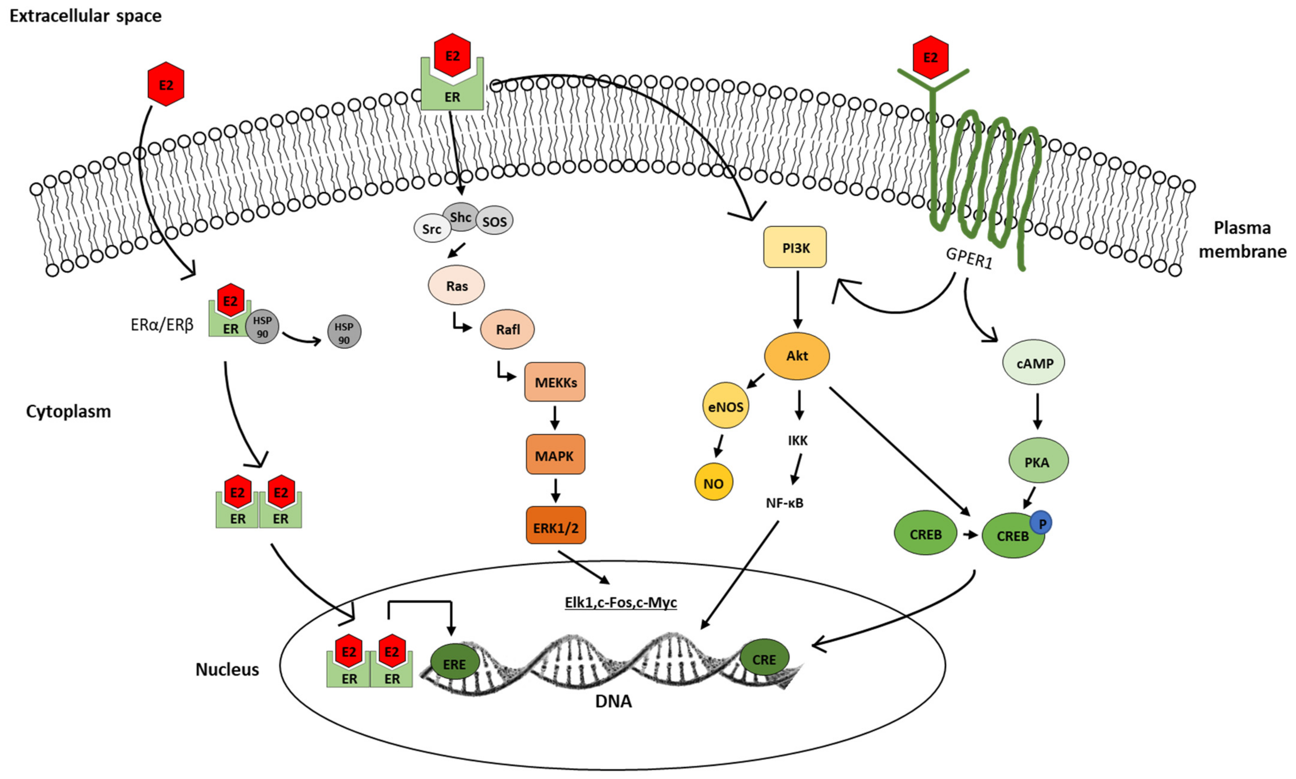 Biomedicines 10 00861 g005 Biomedicines 10 00861 g005