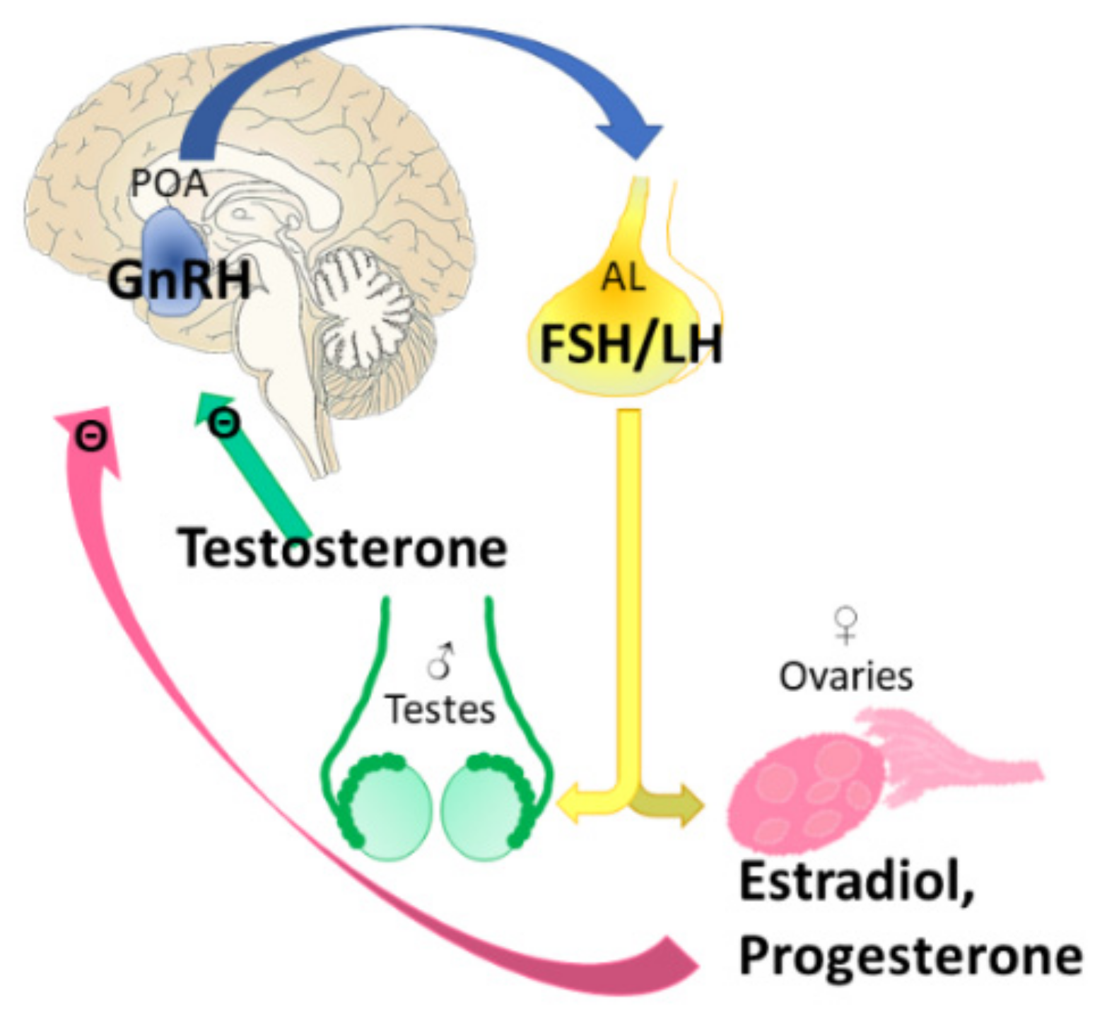 Biomedicines 10 00861 g007 Biomedicines 10 00861 g007