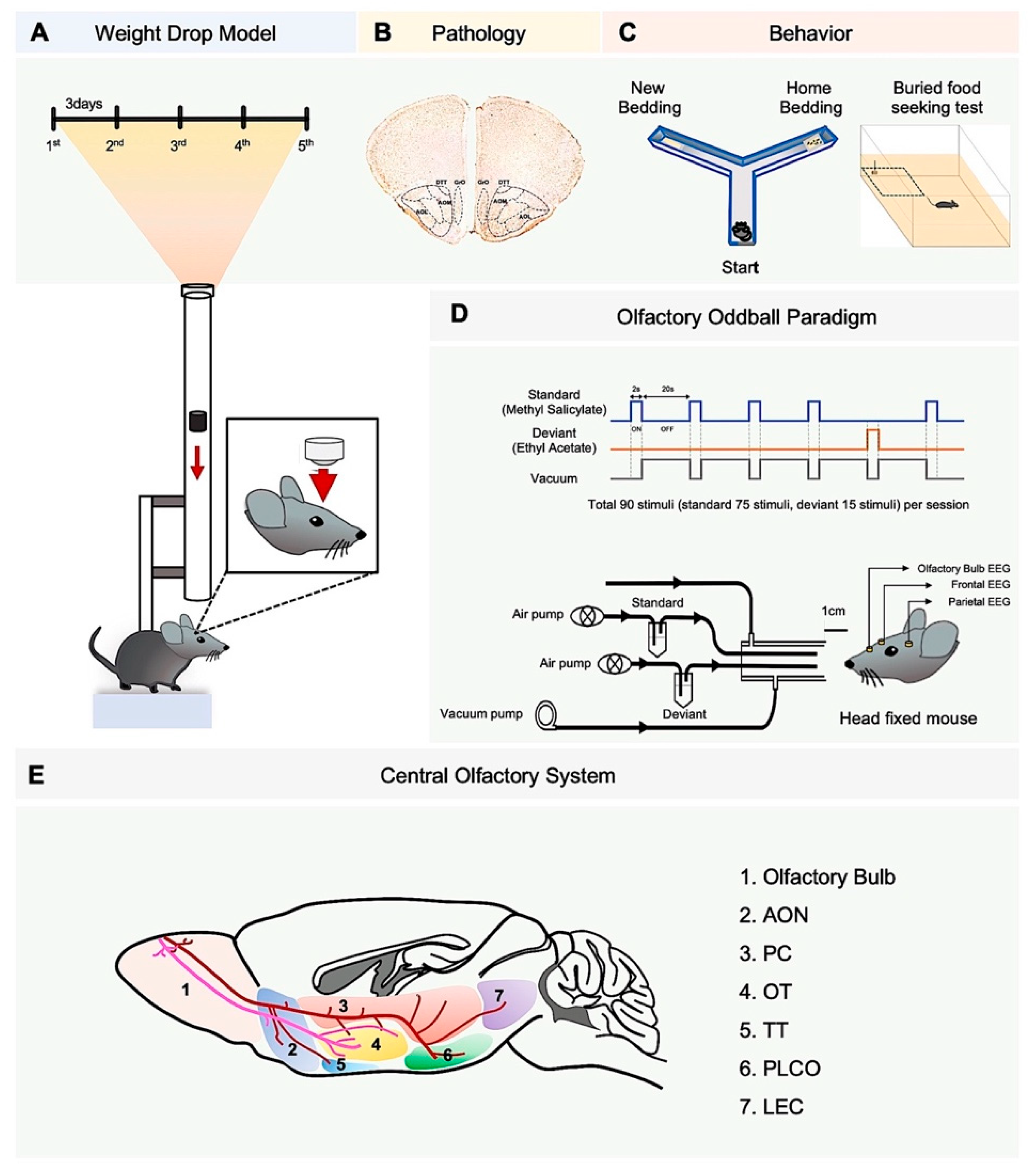 Biomedicines 10 00865 g001