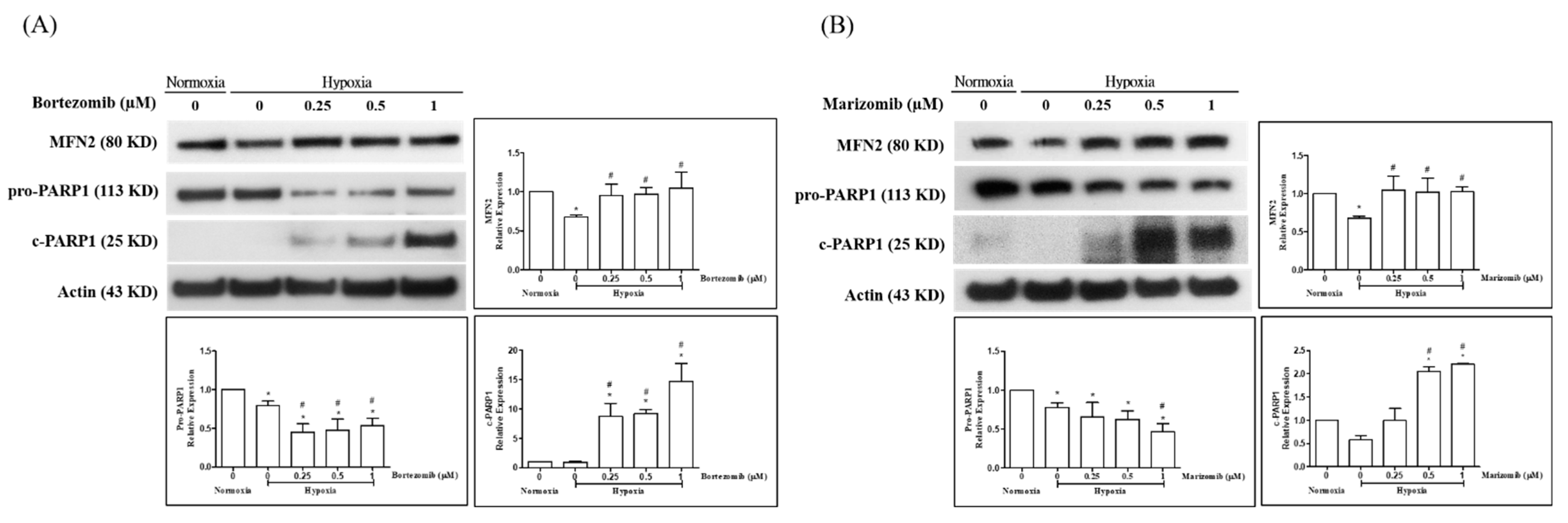 Biomedicines 10 00873 g002 Biomedicines 10 00873 g002