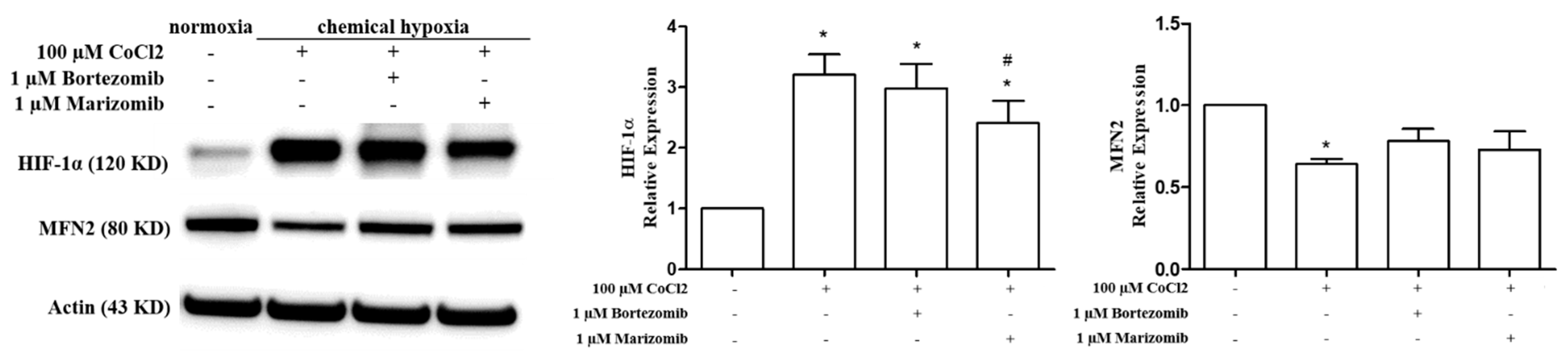 Biomedicines 10 00873 g004 Biomedicines 10 00873 g004