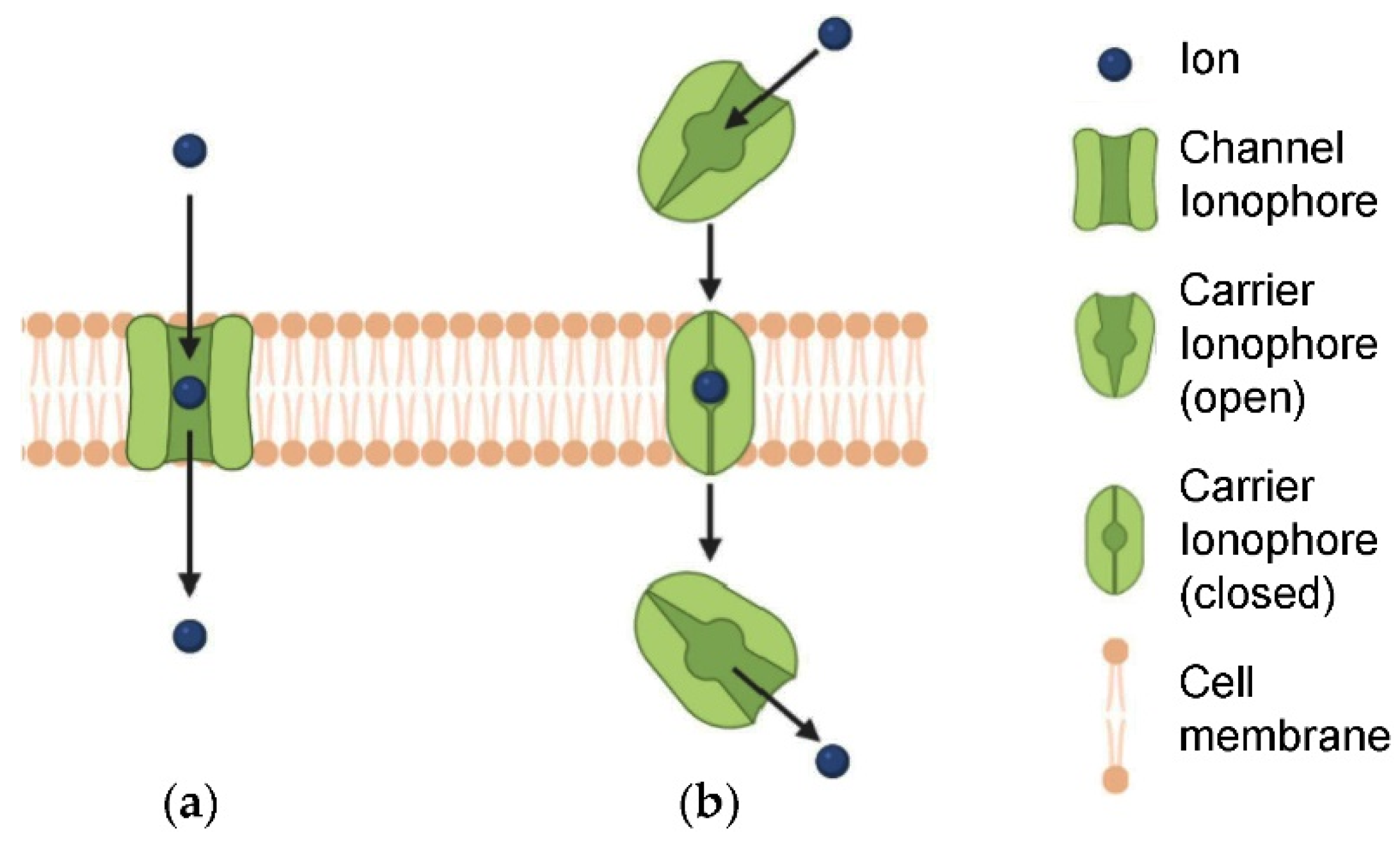 Steric exclusion and protein conformation determine the localization of  plasma membrane transporters