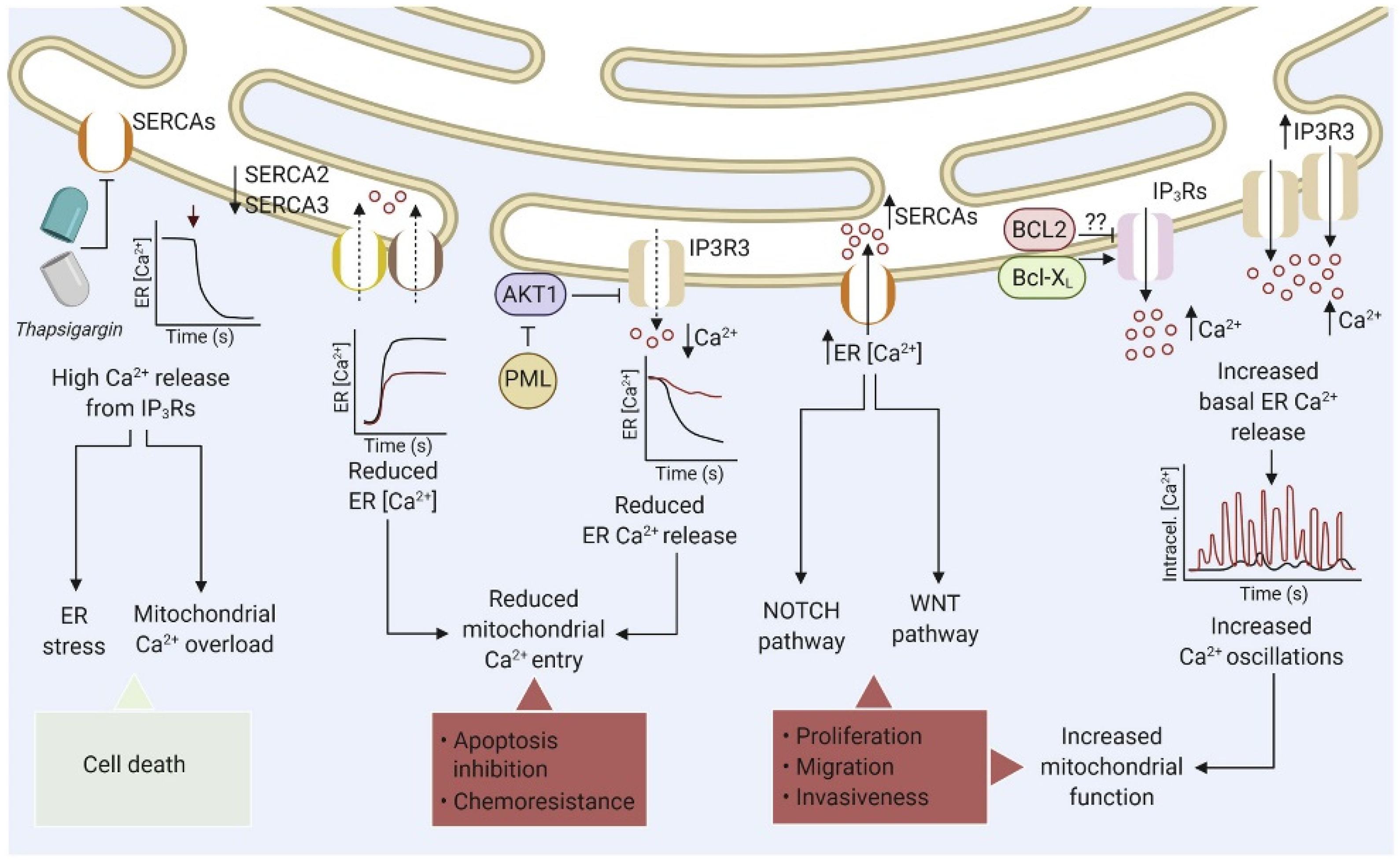Biomedicines 10 00885 g002 550
