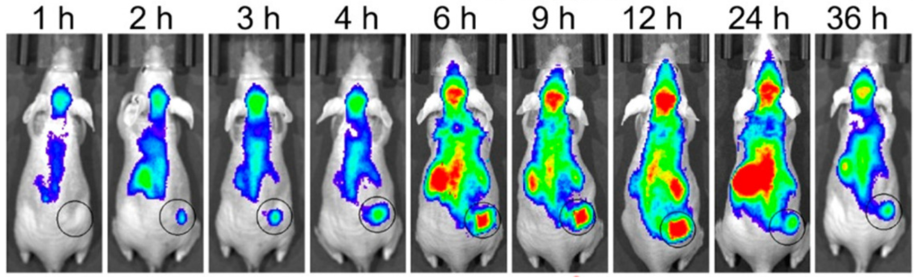 Biomedicines 10 00885 g005 550