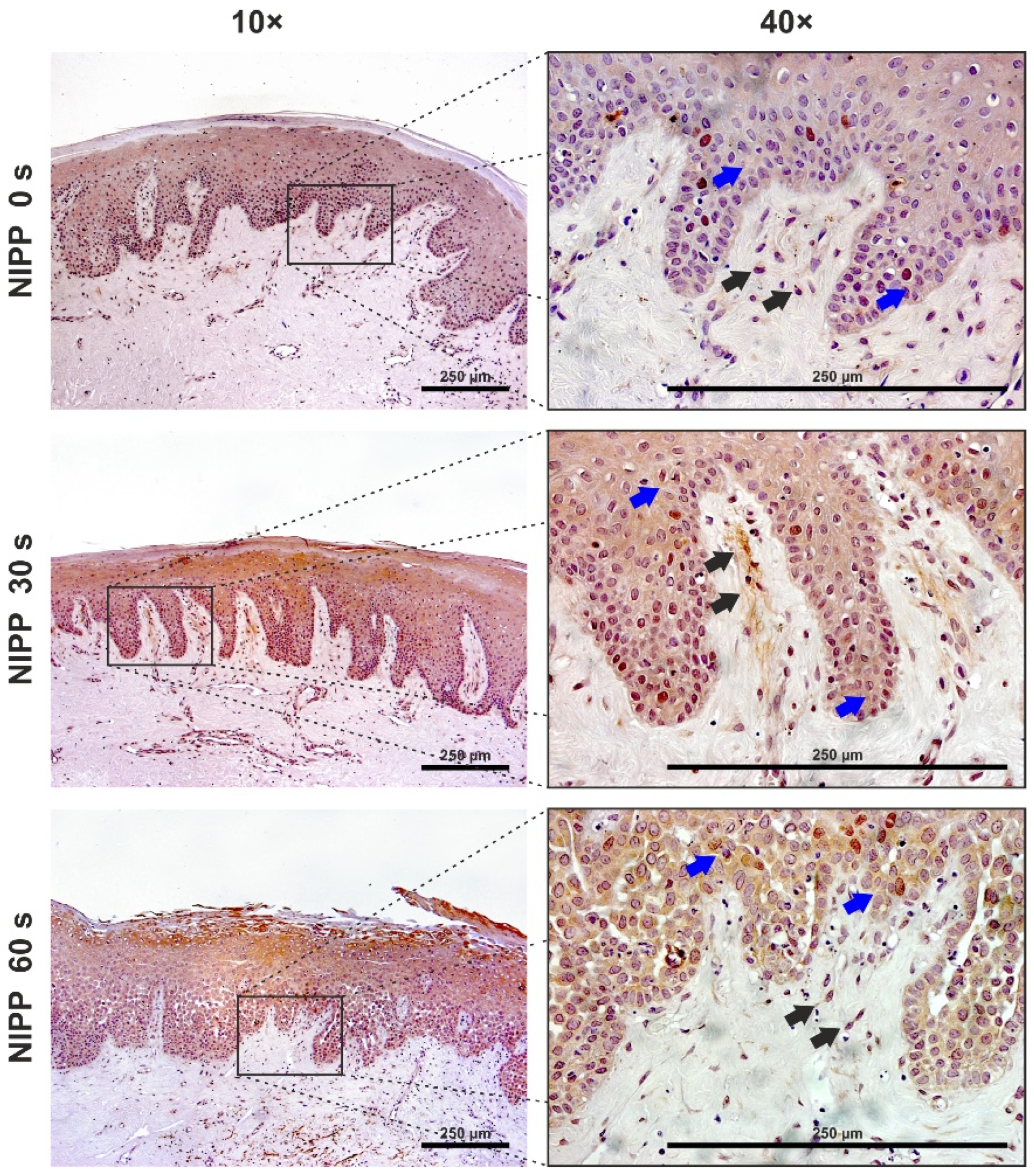Biomedicines 10 00889 g008 550