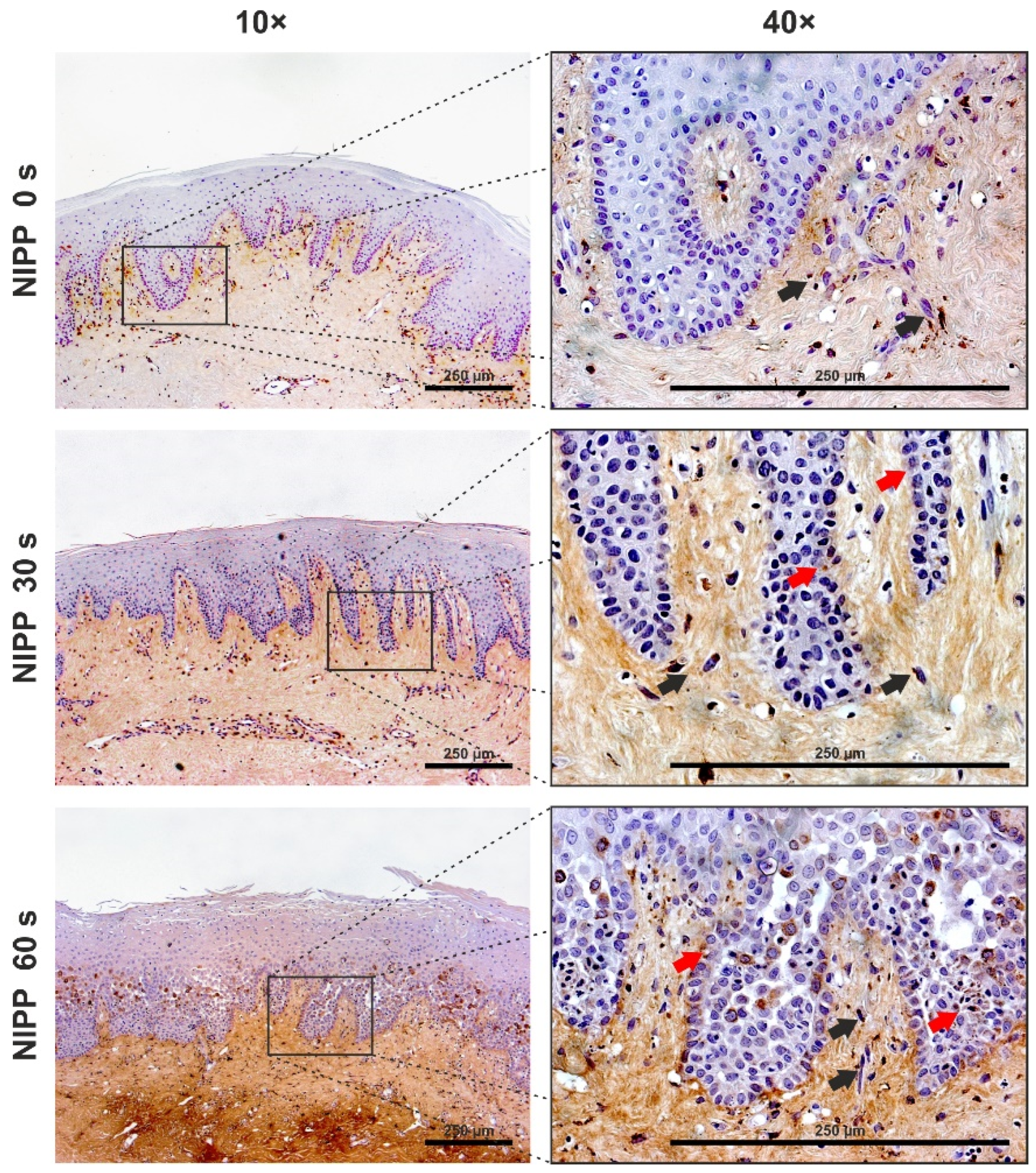 Biomedicines 10 00889 g009 550