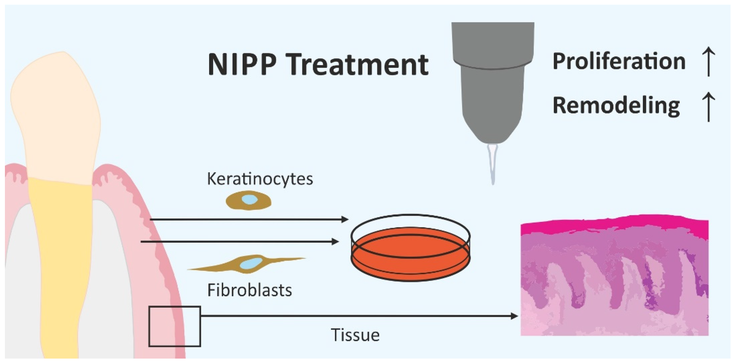 Biomedicines 10 00889 g010 550