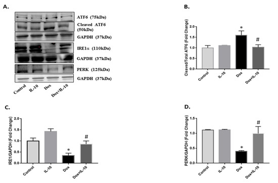 Interleukin-10 Mitigates Doxorubicin-Induced Endoplasmic Interleukin-10 Mitigates Doxorubicin-Induced Endoplasmic