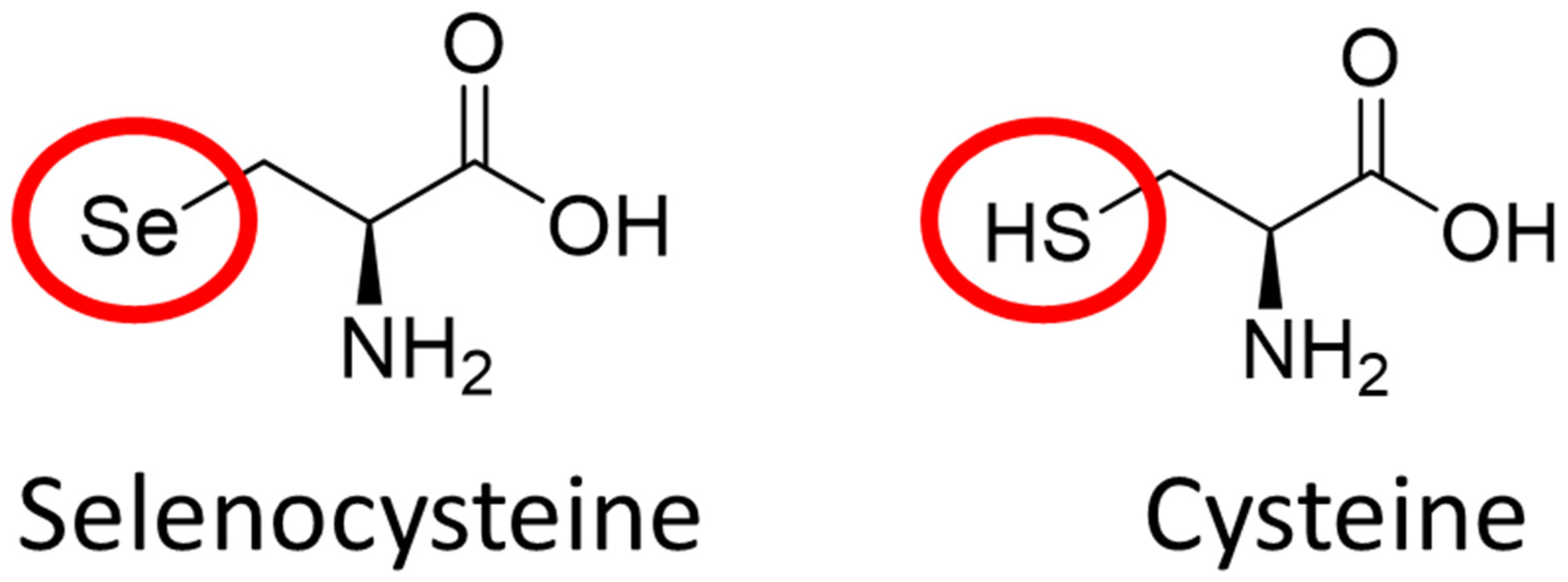 Biomedicines 10 00891 g001