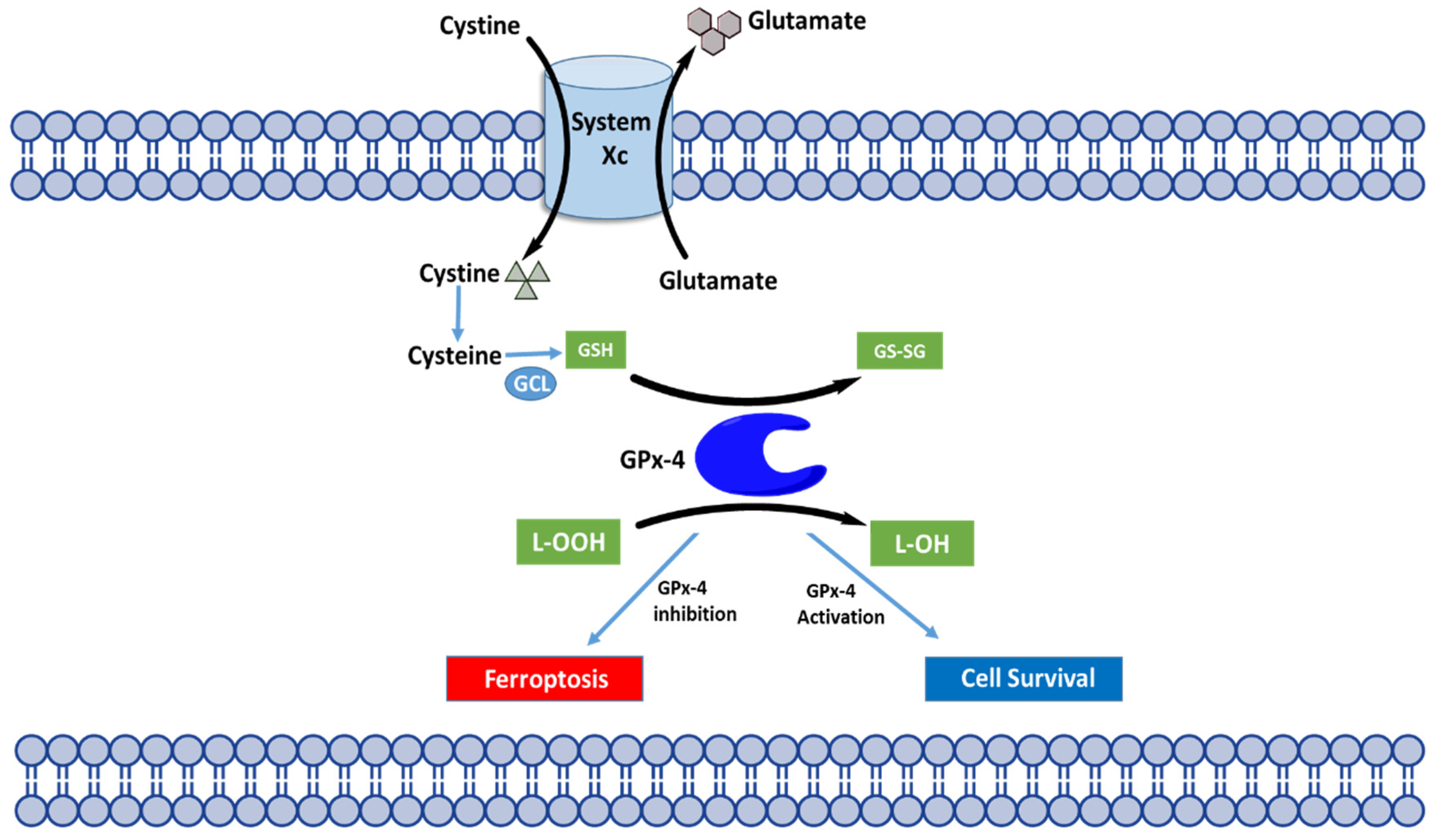 The Selenoprotein Glutathione Peroxidase 4: From Molecular
