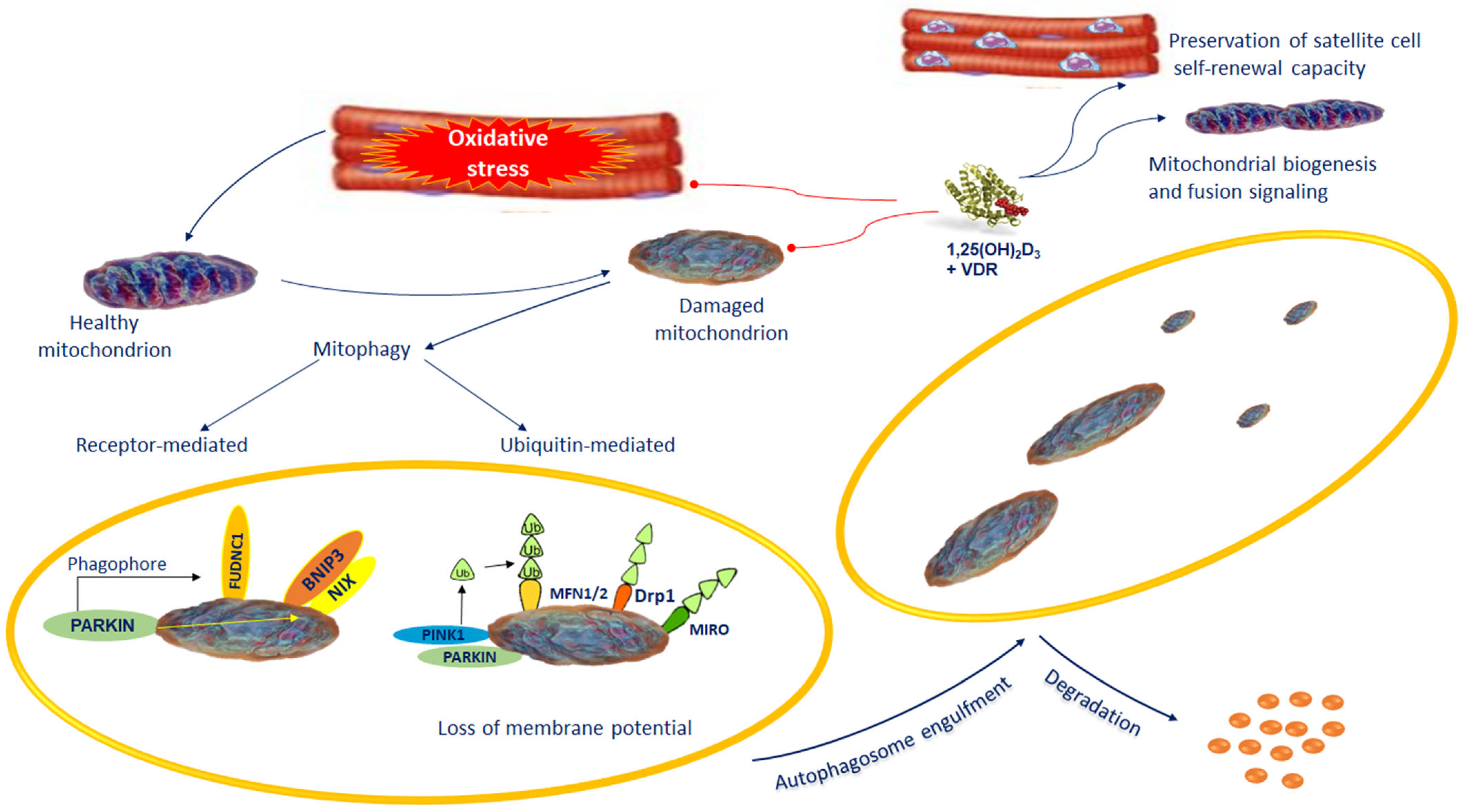 Vitamin D Impacts on Skeletal Muscle Dysfunction in Patients