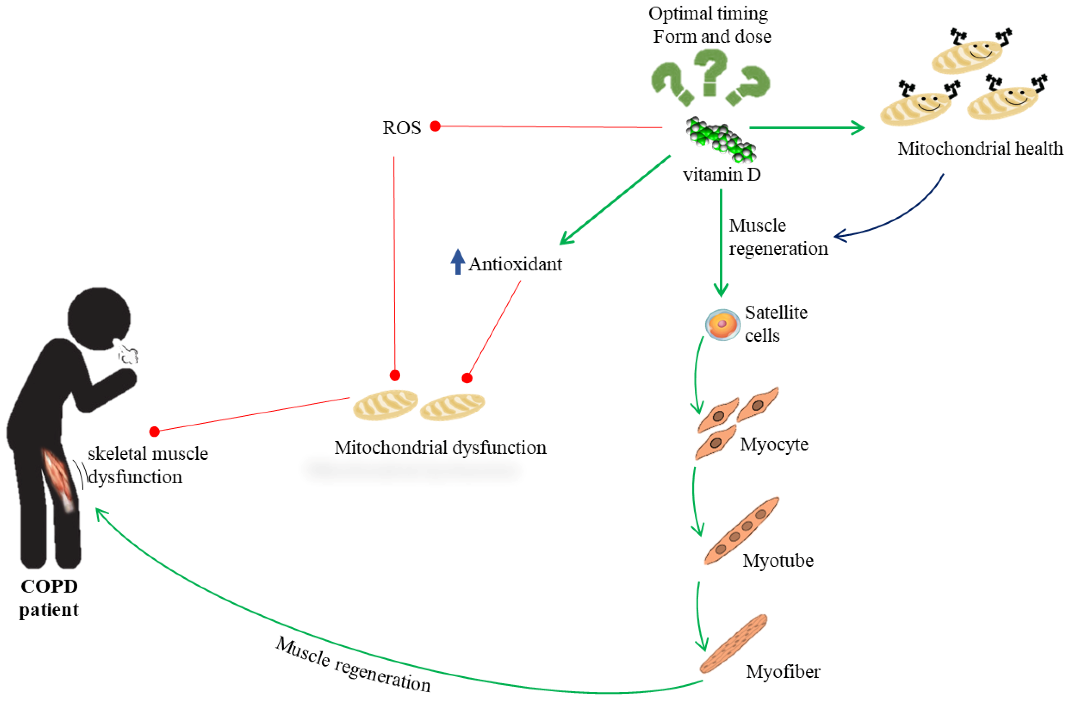 Vitamin D Impacts on Skeletal Muscle Dysfunction in Patients