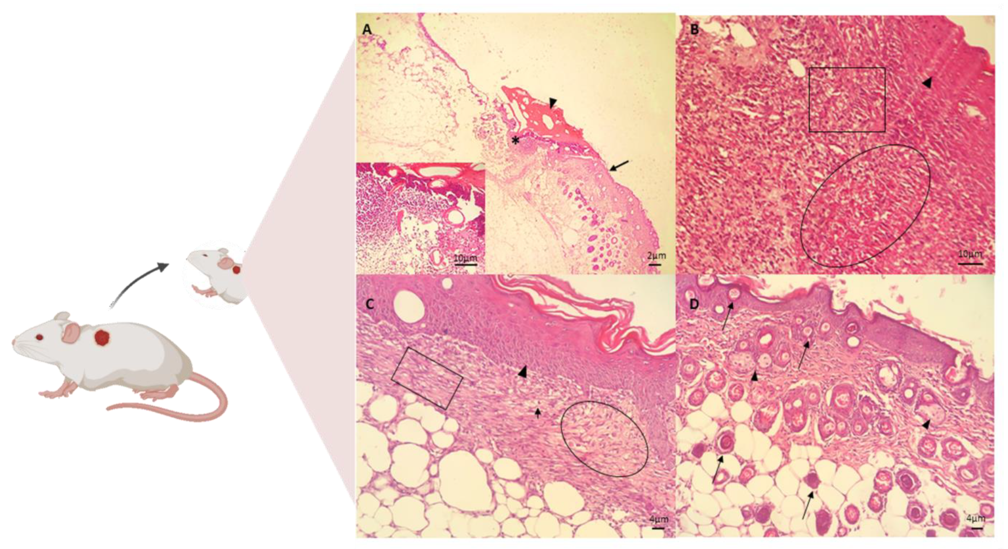 Biomedicines 10 00899 g005 Biomedicines 10 00899 g005