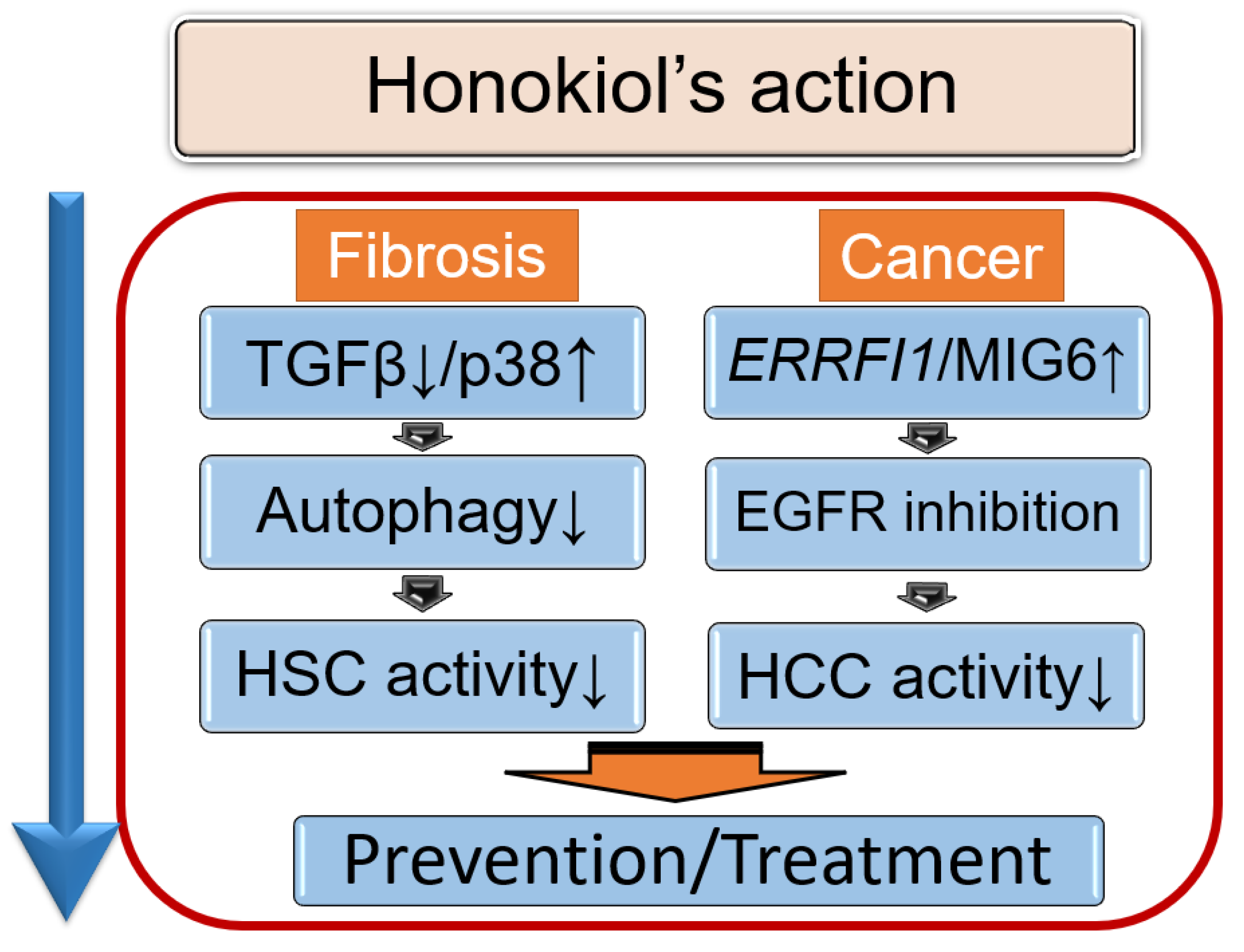Biomedicines 10 00901 g001 550