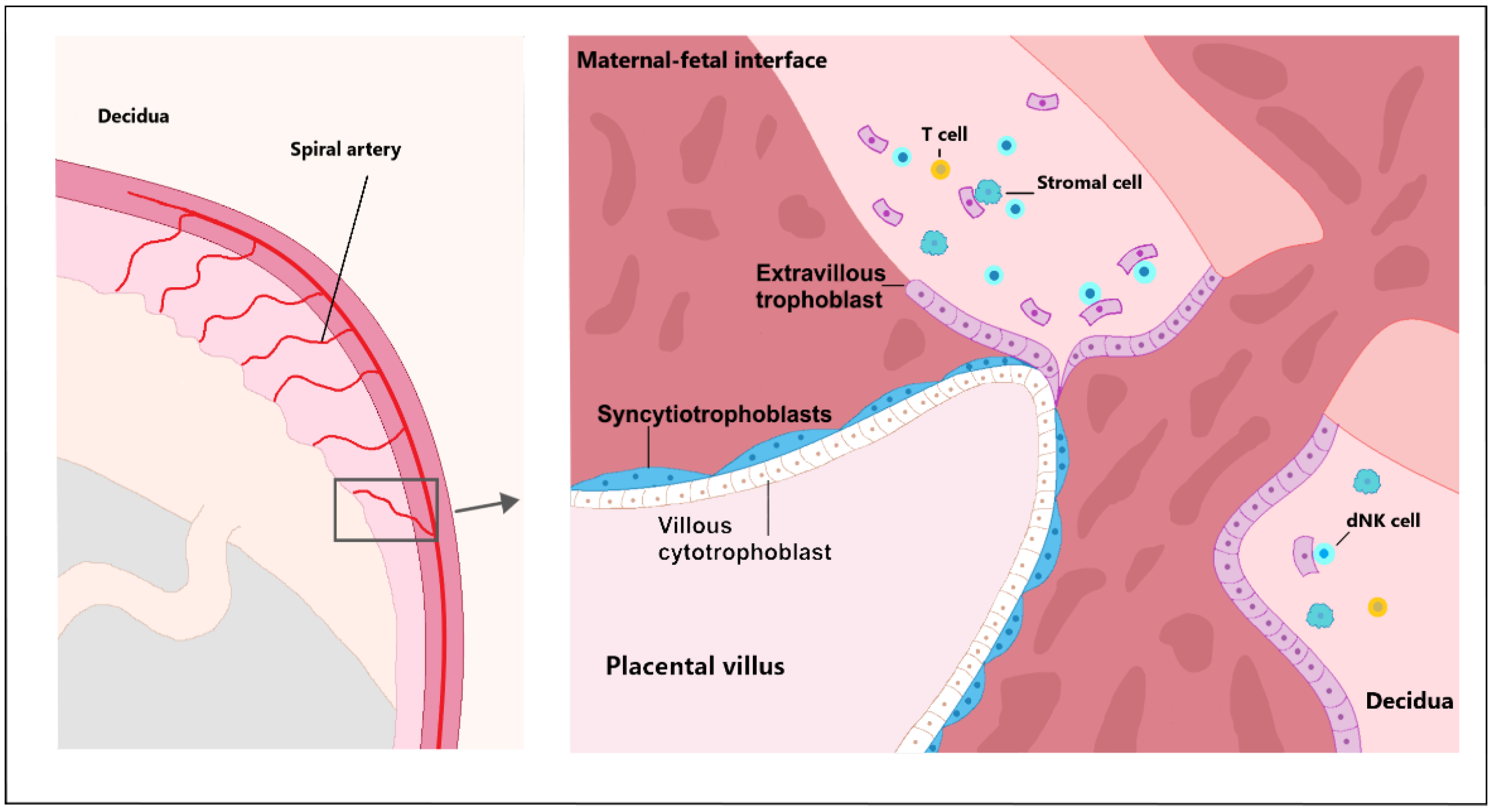 Biomedicines 10 00904 g001