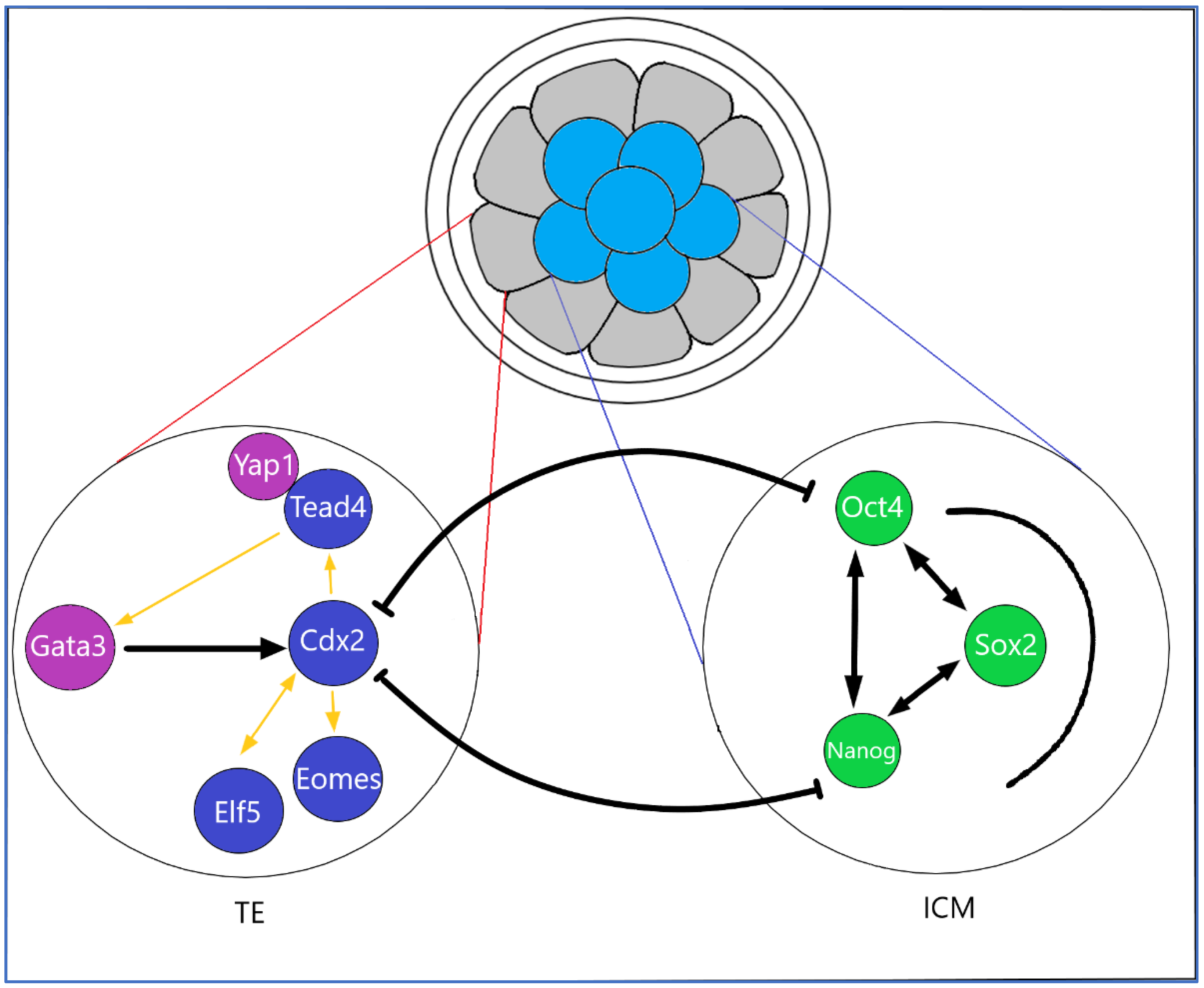 Biomedicines 10 00904 g003