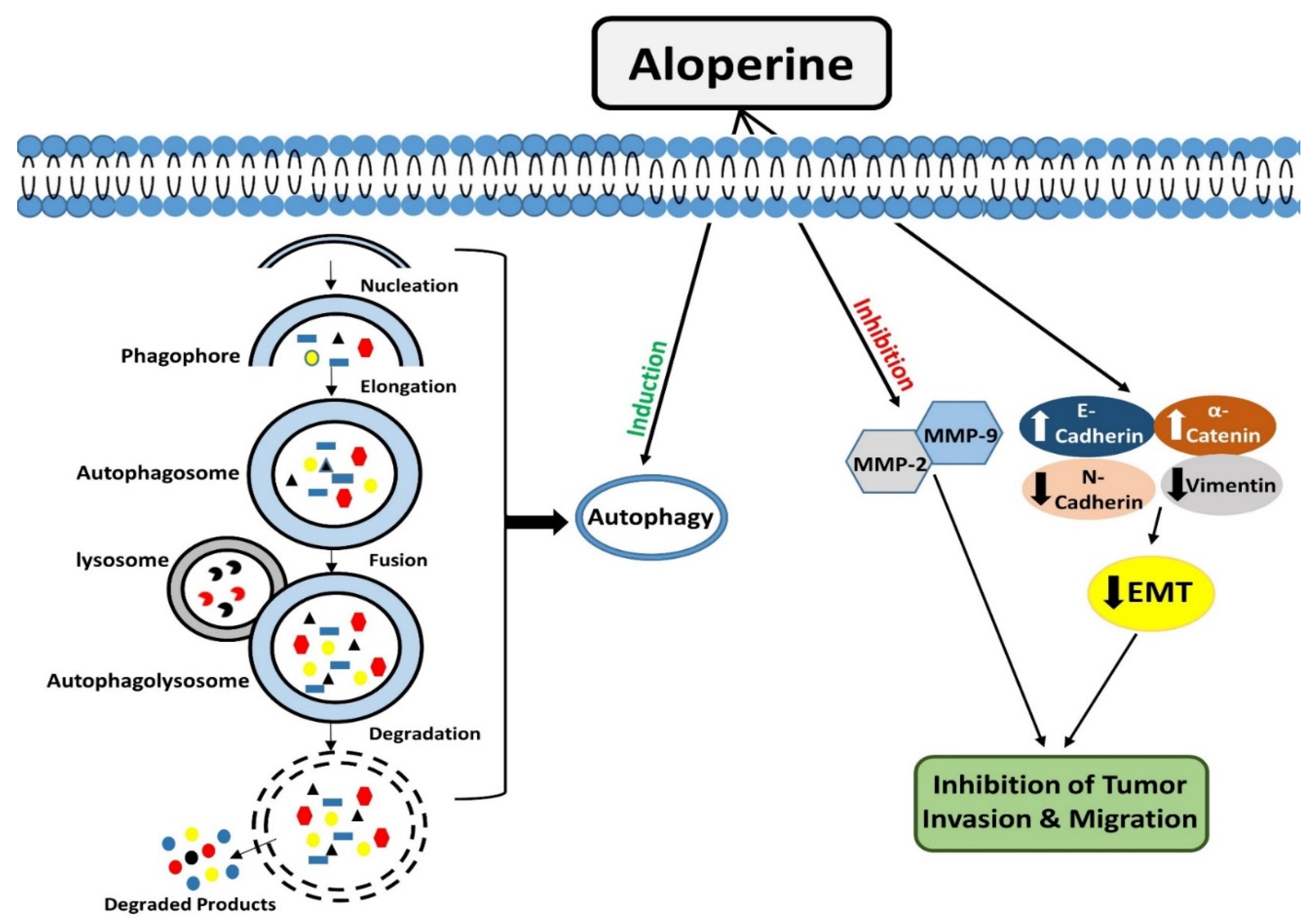 Biomedicines 10 00905 g002