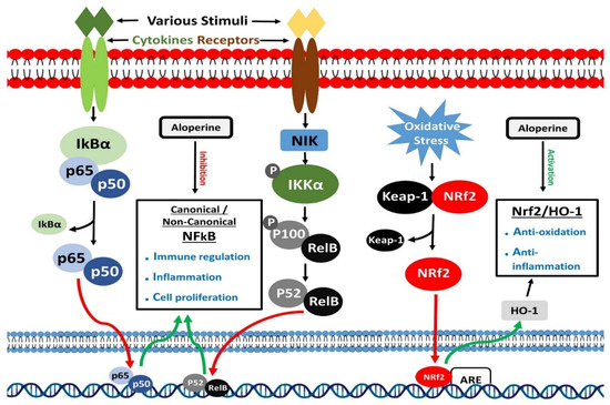 Aloperine: A Potent Modulator of Crucial Biological