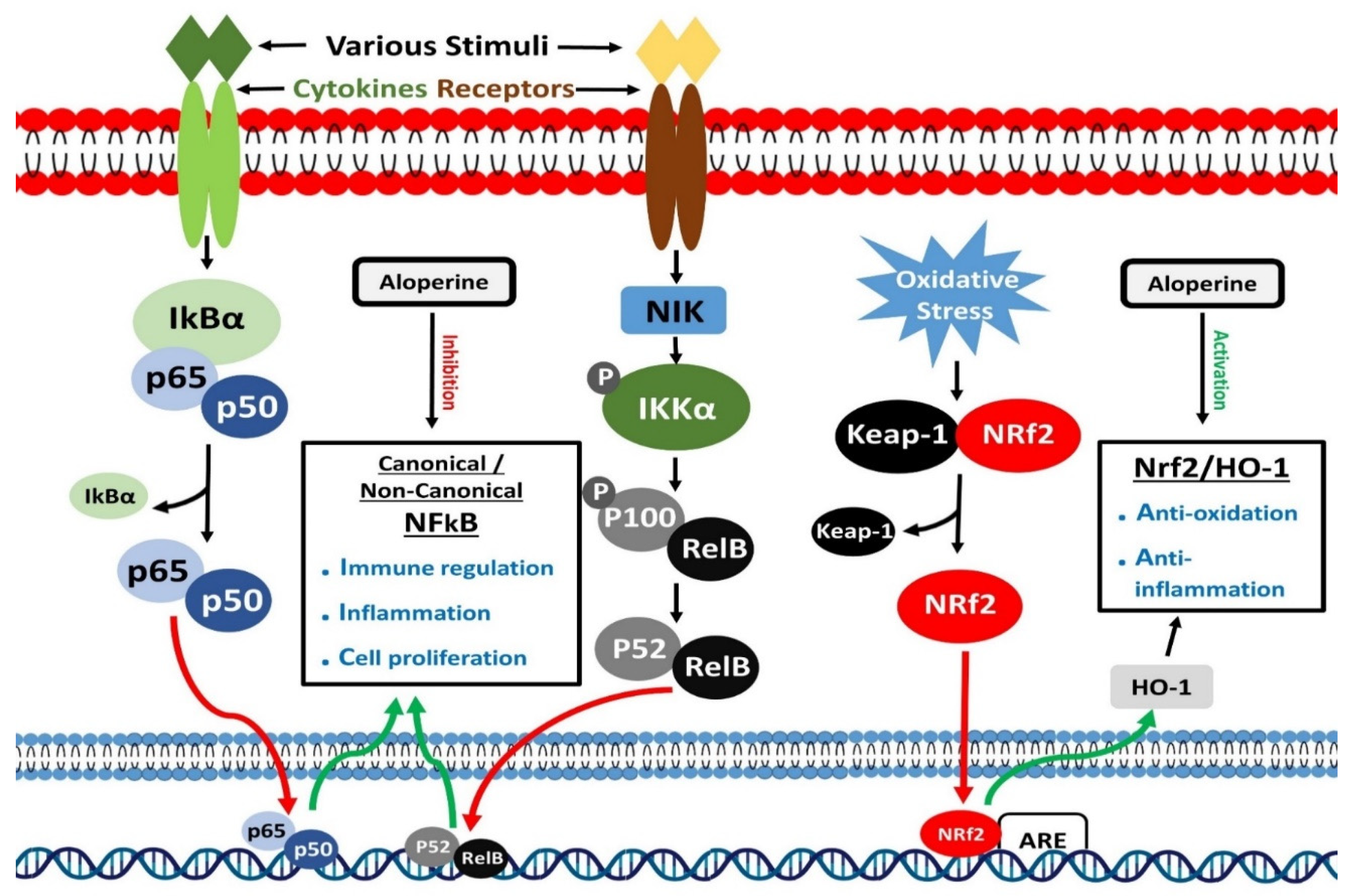 Aloperine: A Potent Modulator of Crucial Biological