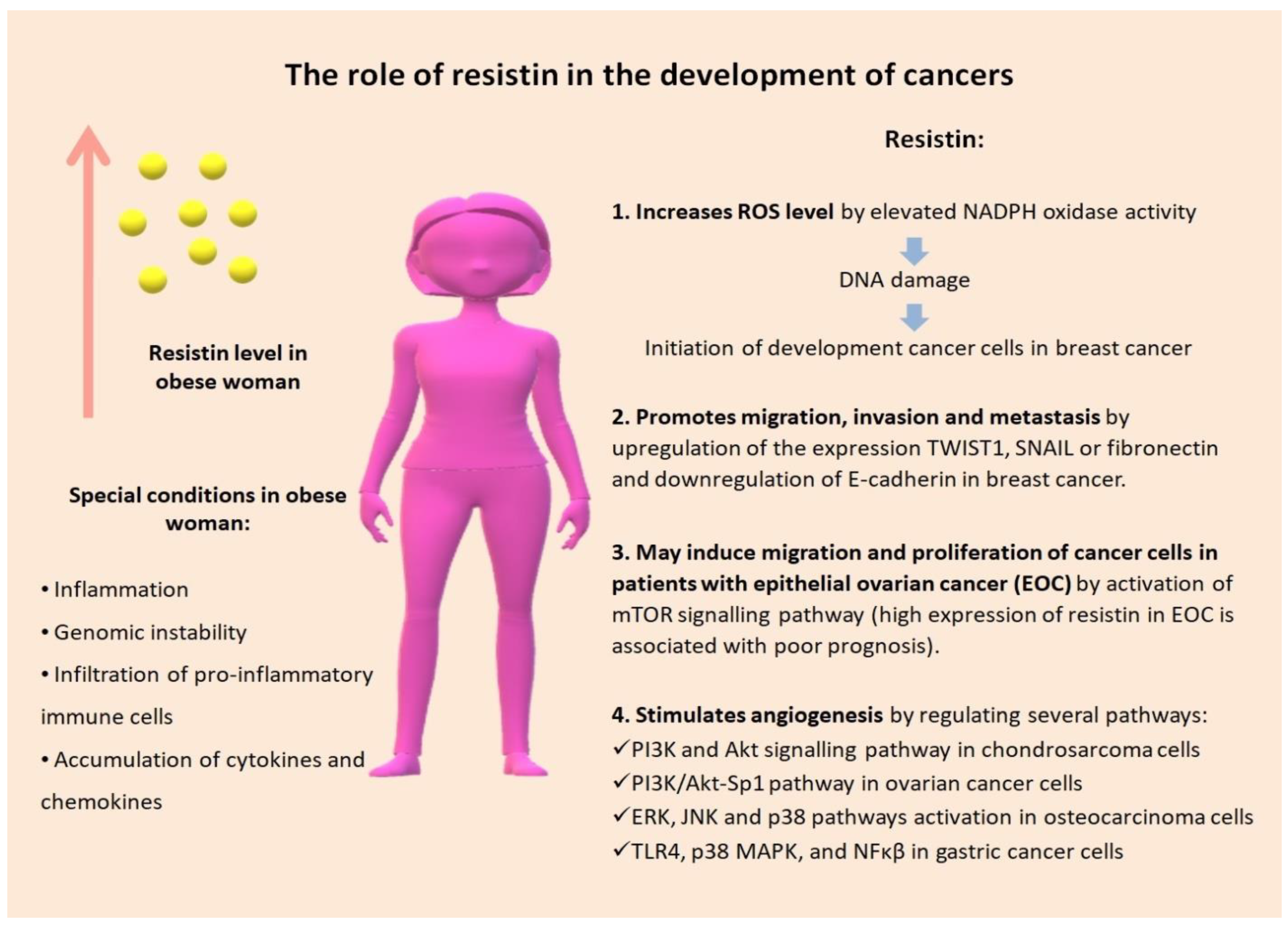 Biomedicines 10 00920 g001