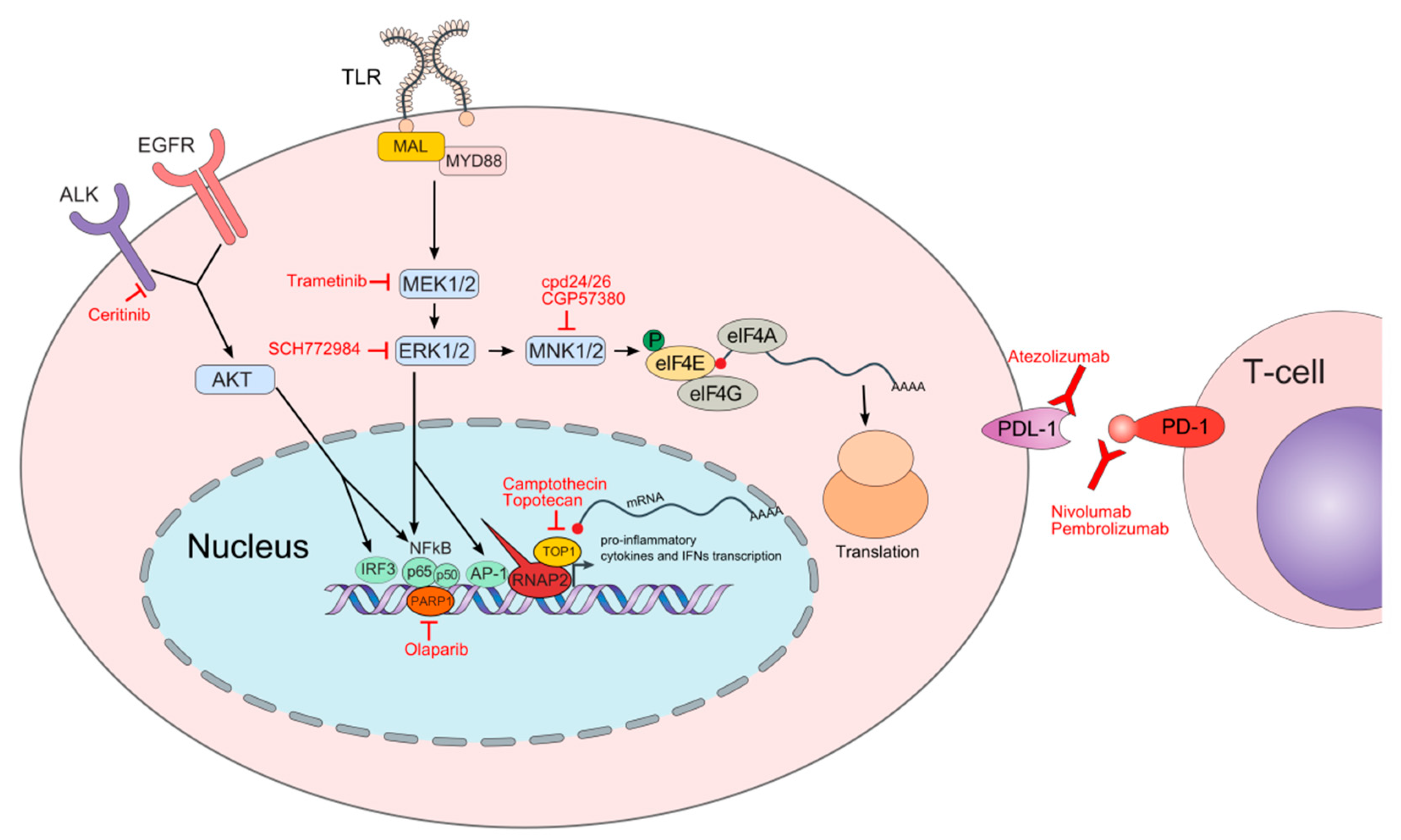 Biomedicines 10 00921 g001