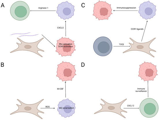 The Trinity: Interplay among Cancer Cells, Fibroblasts, and