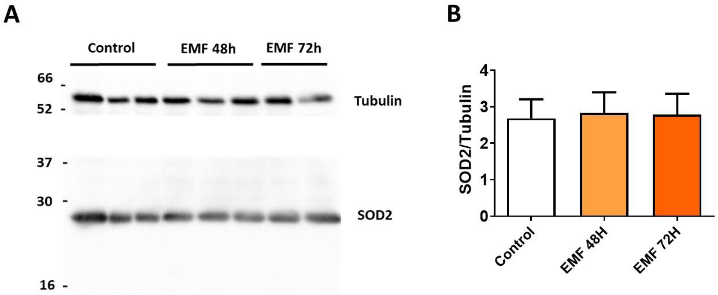 Biomedicines 10 00929 g007 550
