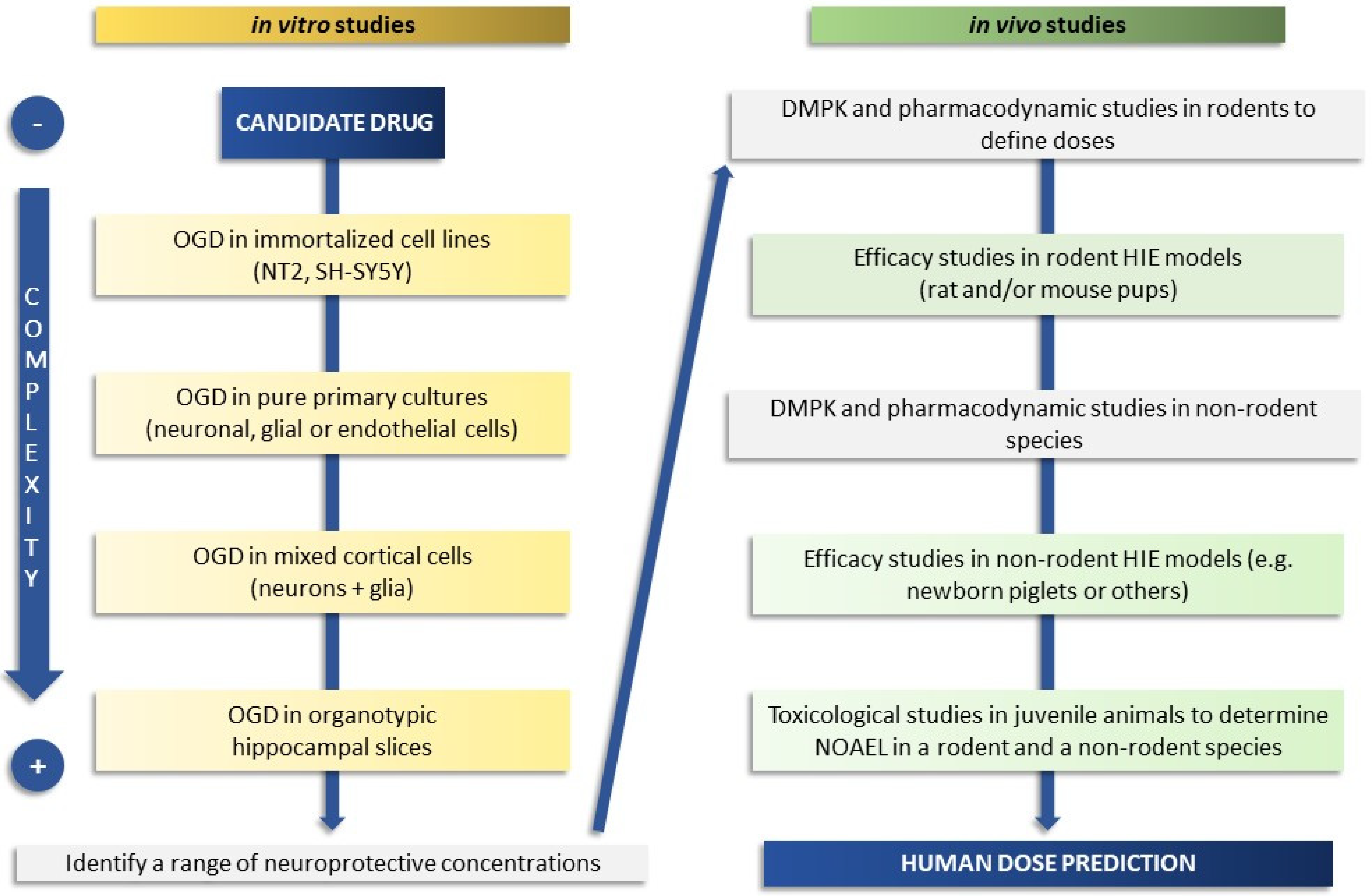 A diagram depicting in vivo and in vitro testing.