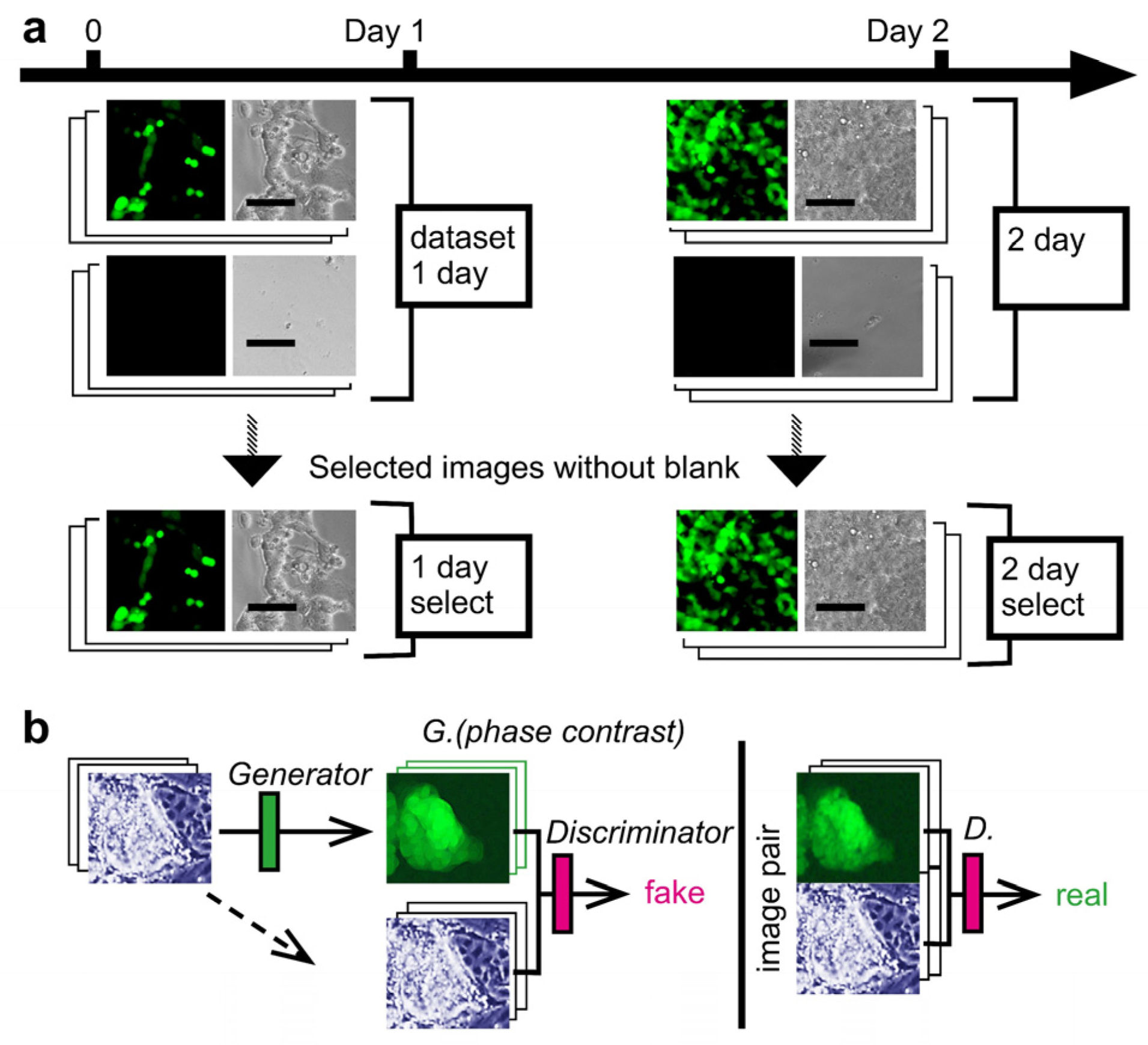 Biomedicines 10 00941 g001