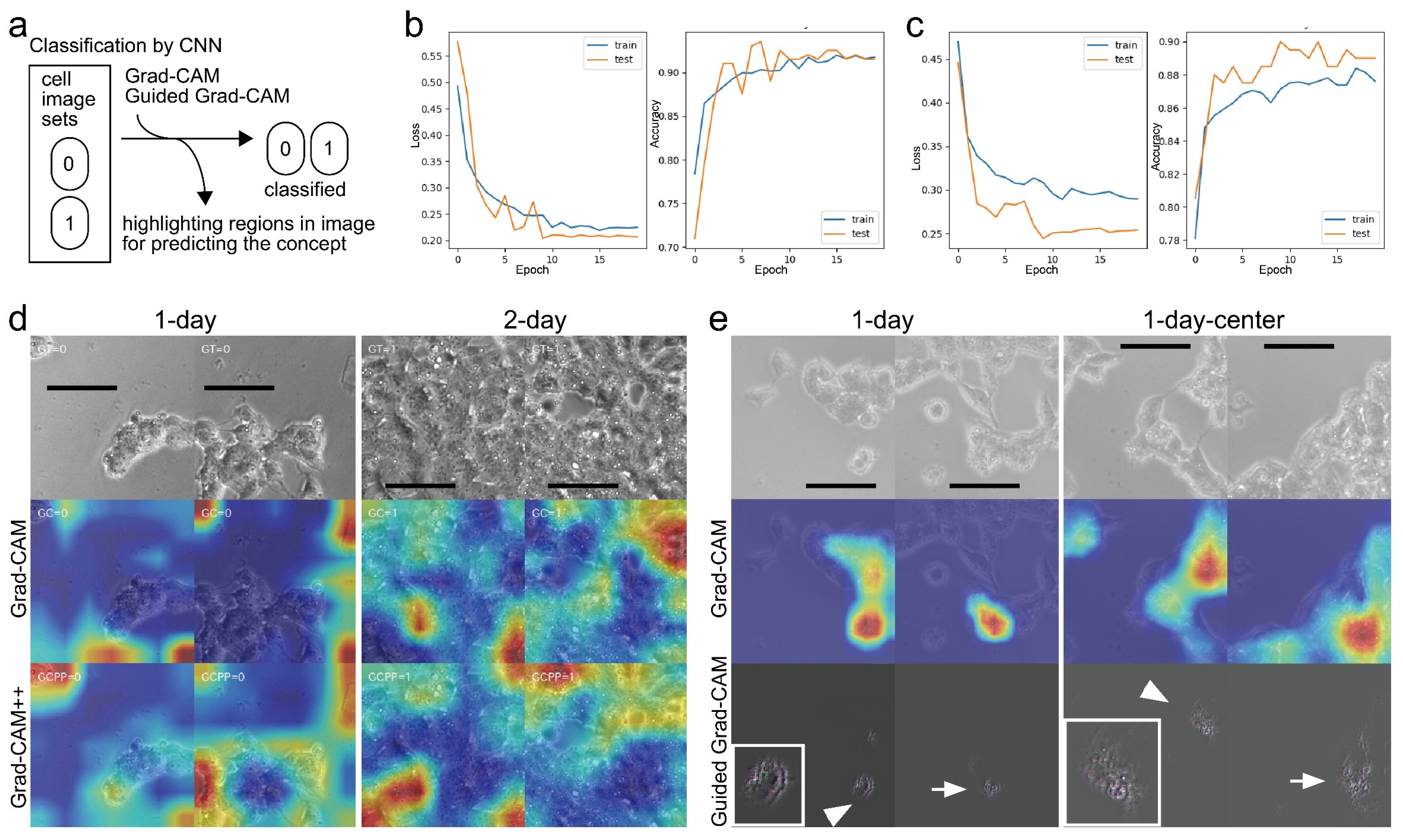Biomedicines 10 00941 g005
