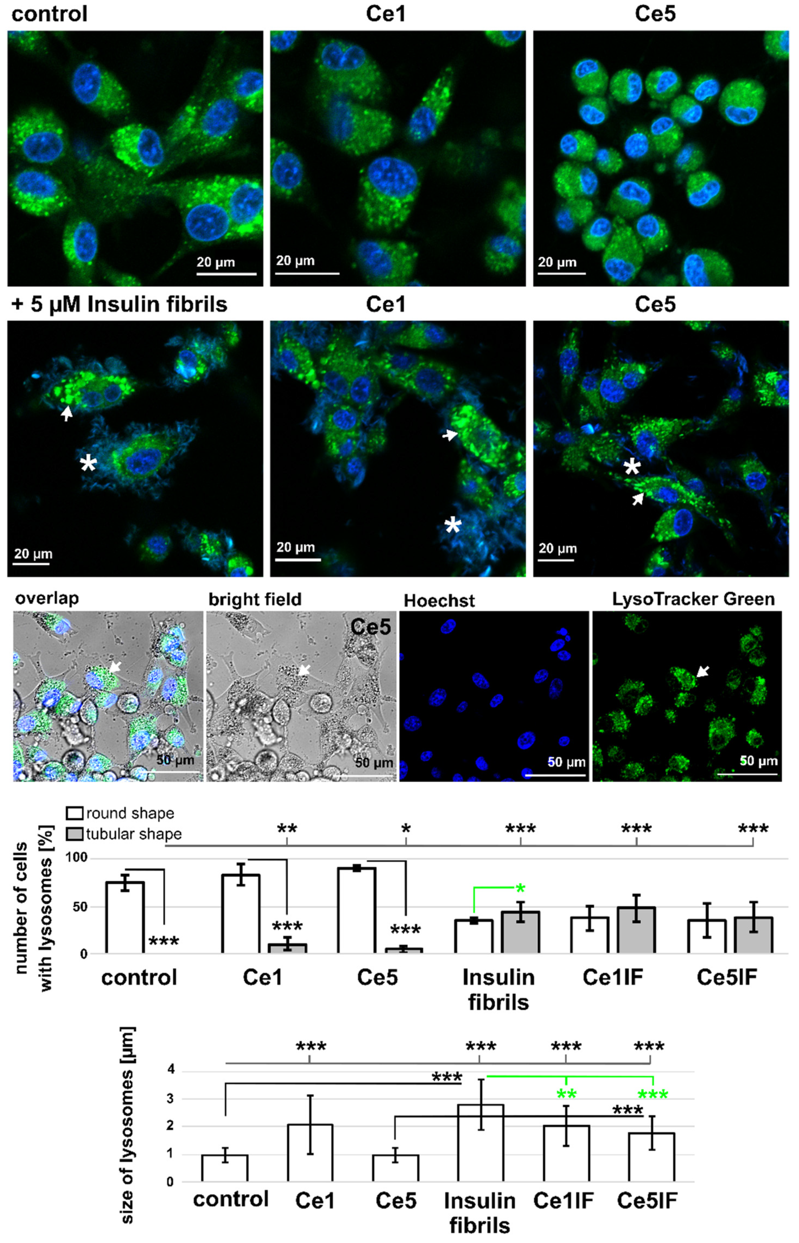 Biomedicines 10 00942 g007 Biomedicines 10 00942 g007