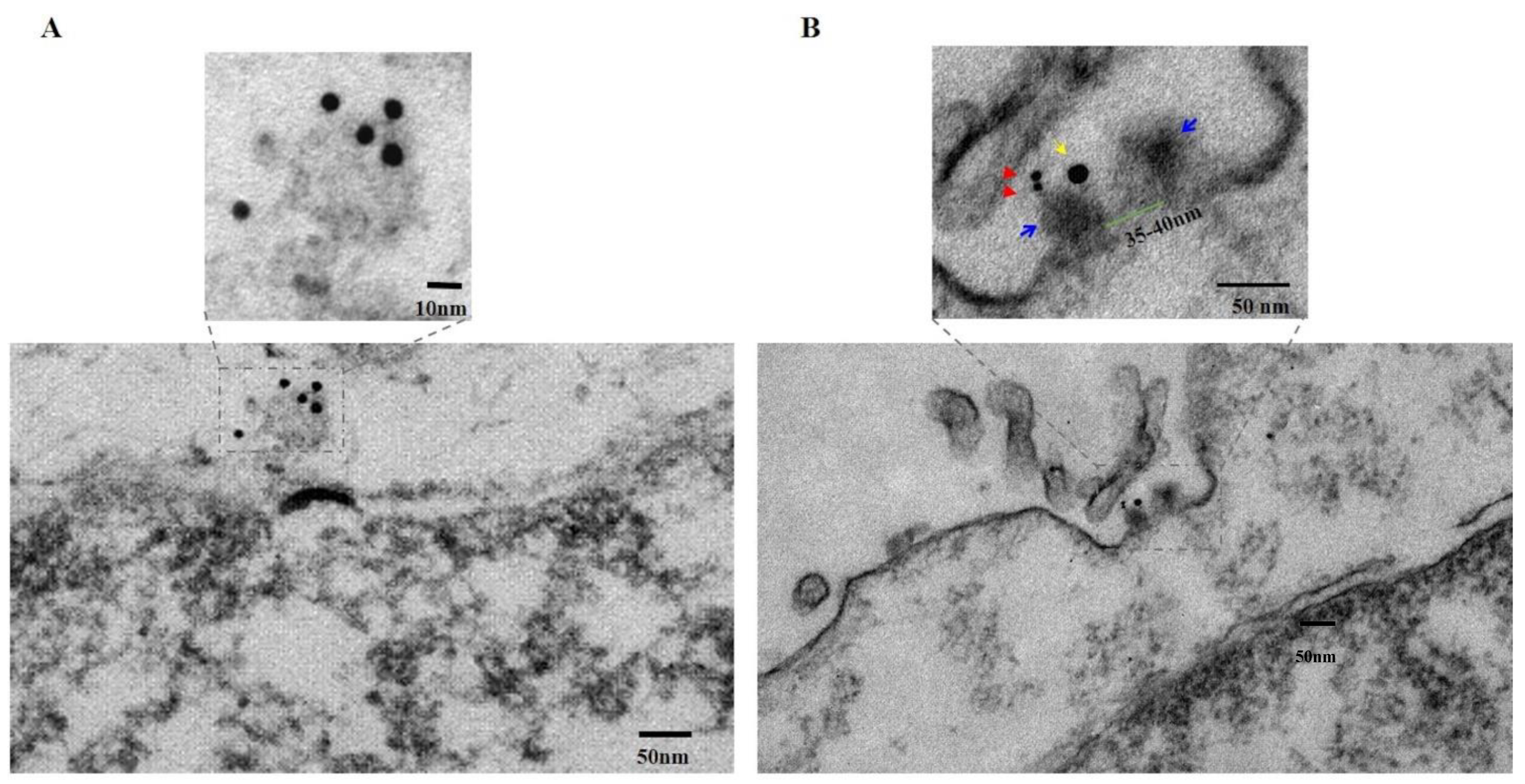 Biomedicines 10 00945 g003