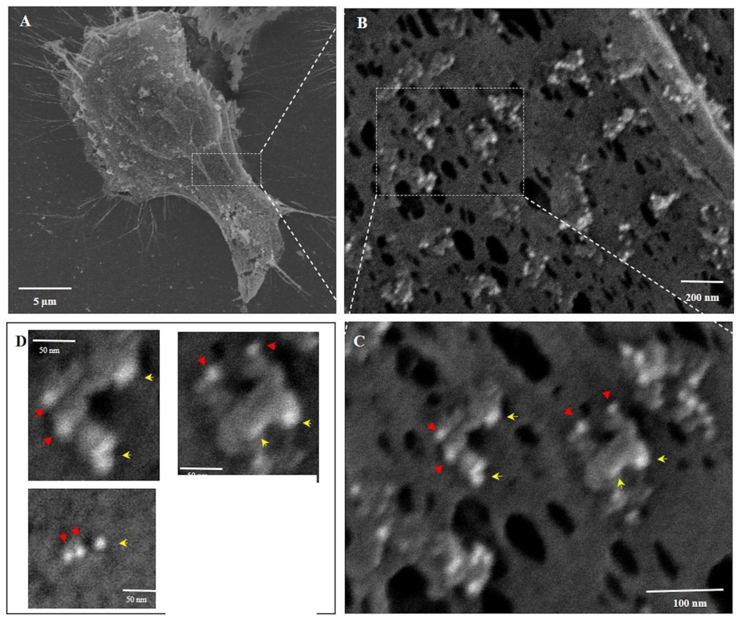 Biomedicines 10 00945 g005
