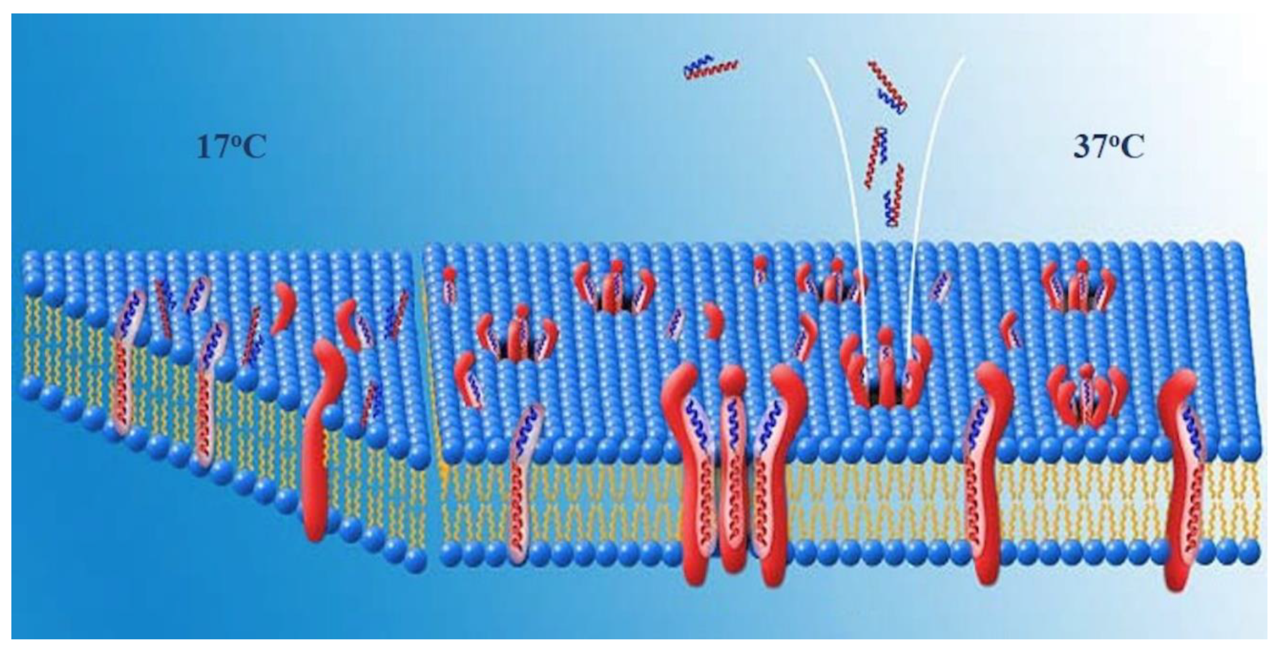 Biomedicines 10 00945 g007