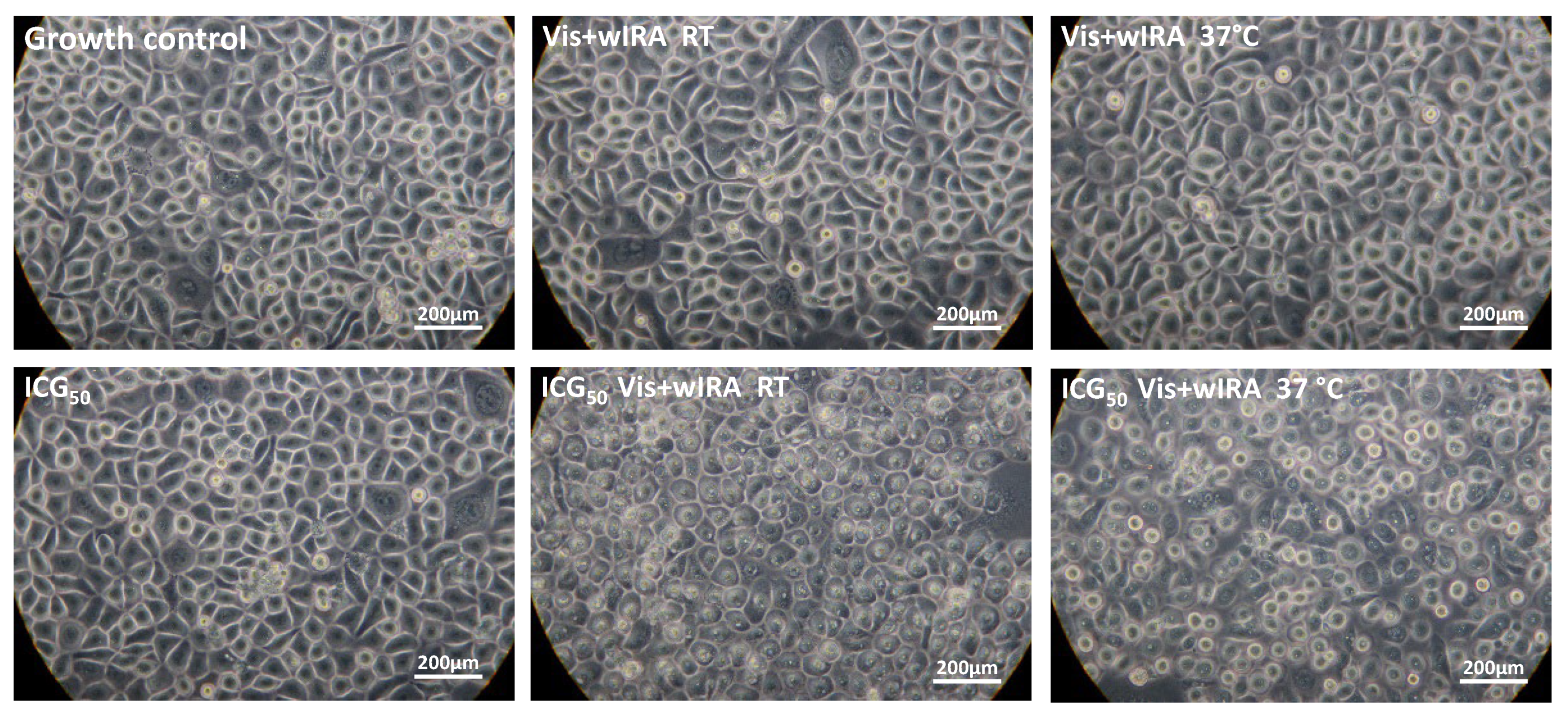 Biomedicines 10 00956 g006 Biomedicines 10 00956 g006